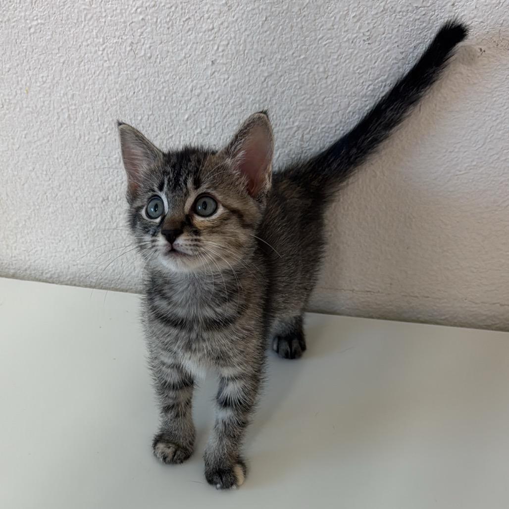Enlarge Buttercup, a Adoptable Domestic Short Hair in Crowley, TX image 4/4
