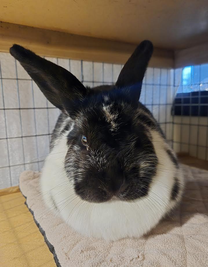 Chocolate Chunk, ADOPTABLE, Young Female American.