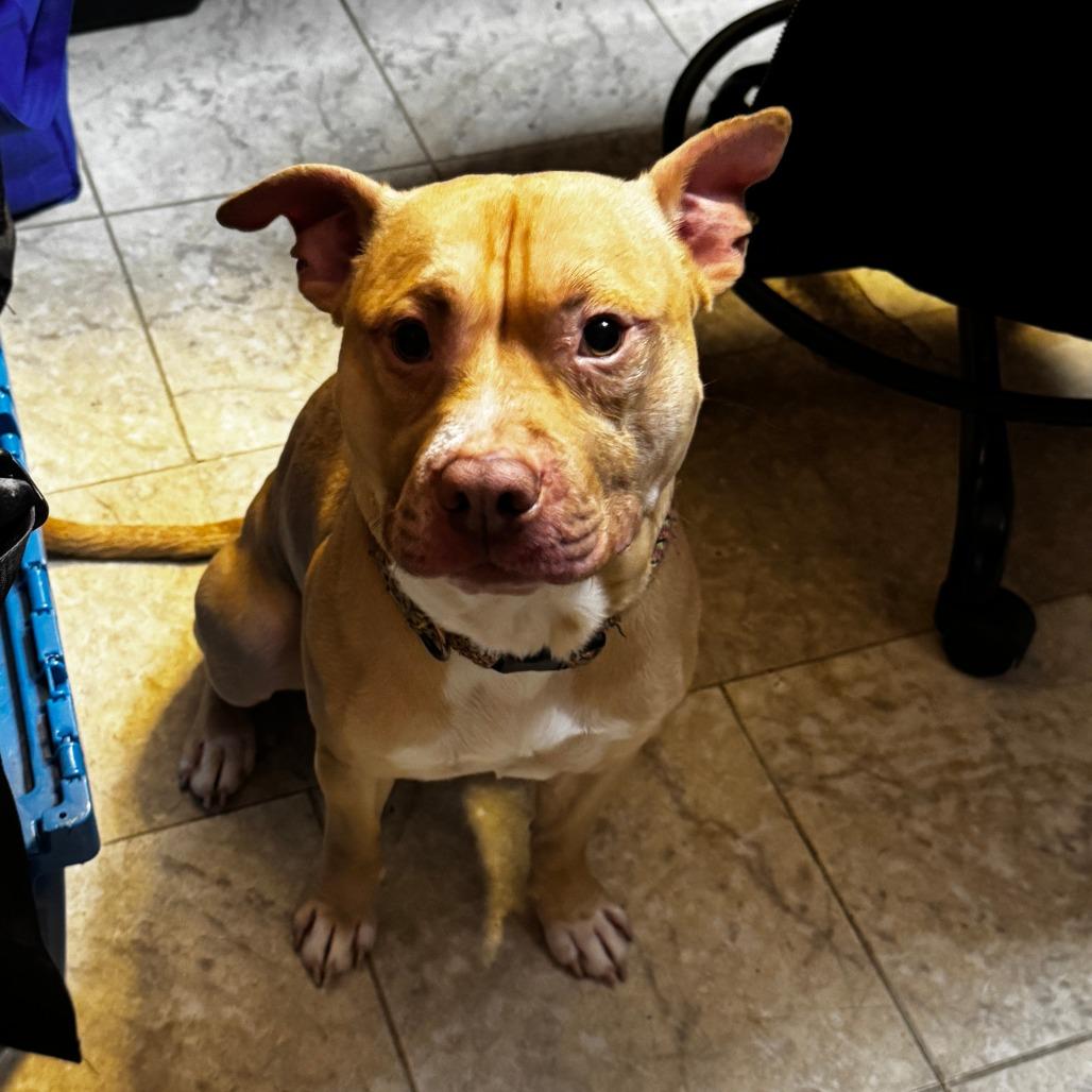 NY Buster (Foster in Stormville NY), Adoptable, Adult Male Terrier & Mixed Breed.