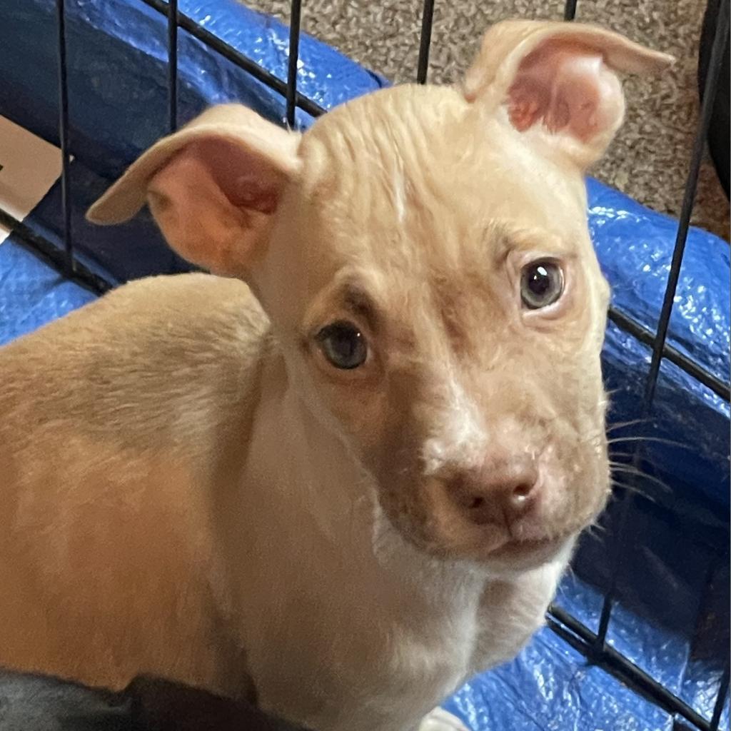 NY Buster (Foster in Crompond NY), a Adoptable mixed breed in Crompond, NY image 5/5