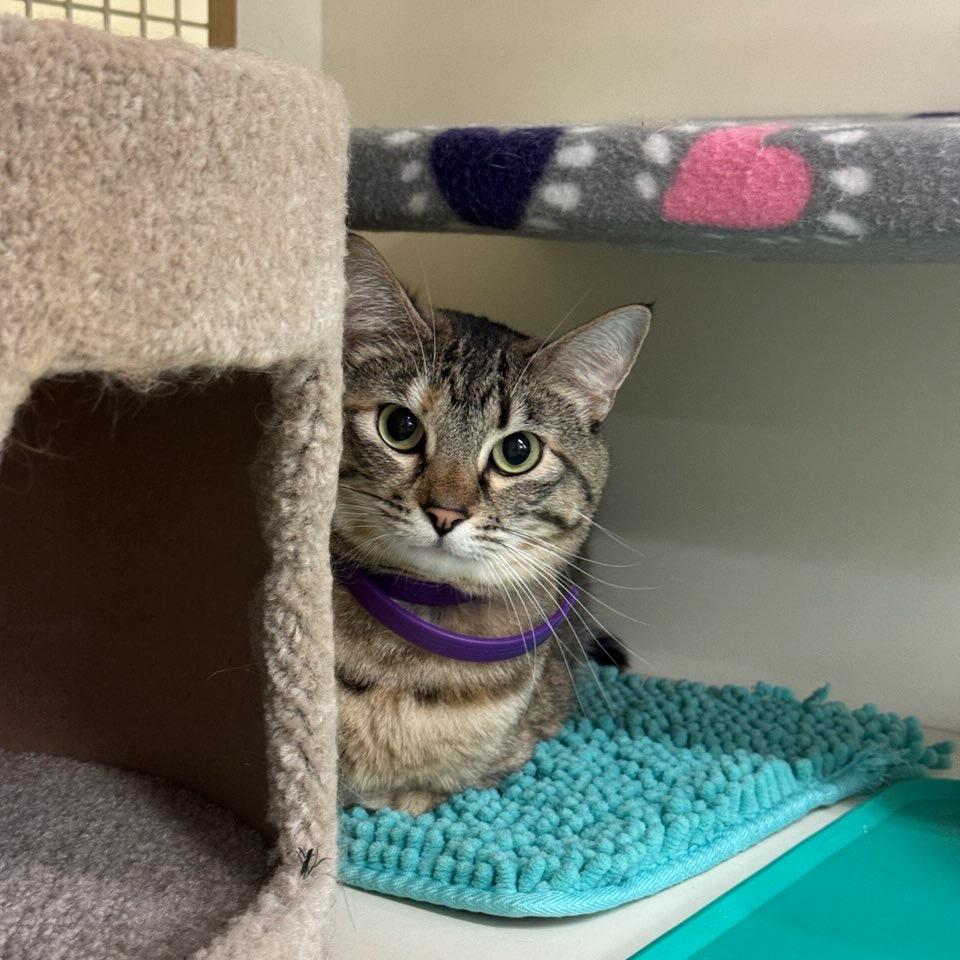 Winnie, Adoptable, Adult Female Egyptian Mau & Domestic Short Hair.