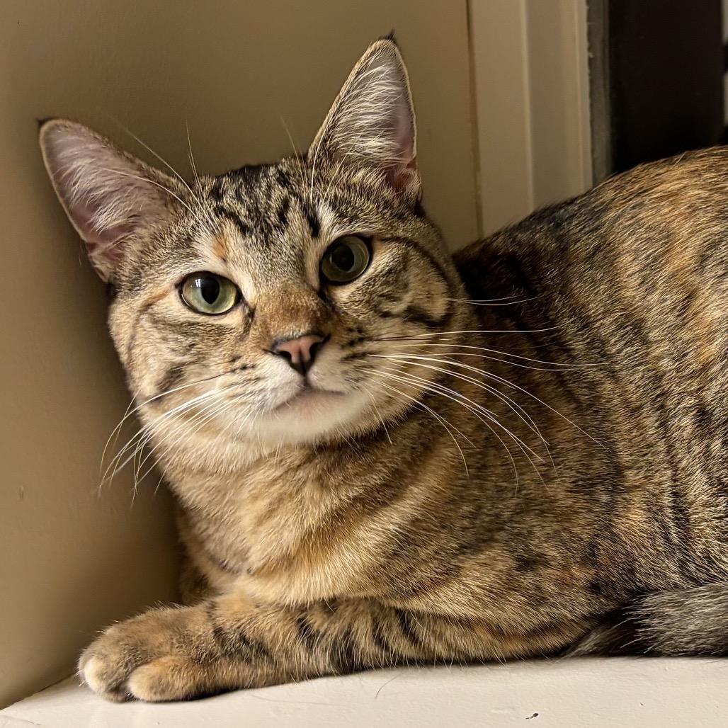 Winnie, a Adoptable mixed breed in Bountiful, UT image 2/4