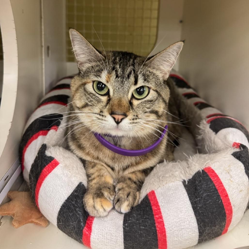 Winnie, a Adoptable mixed breed in Bountiful, UT image 3/4