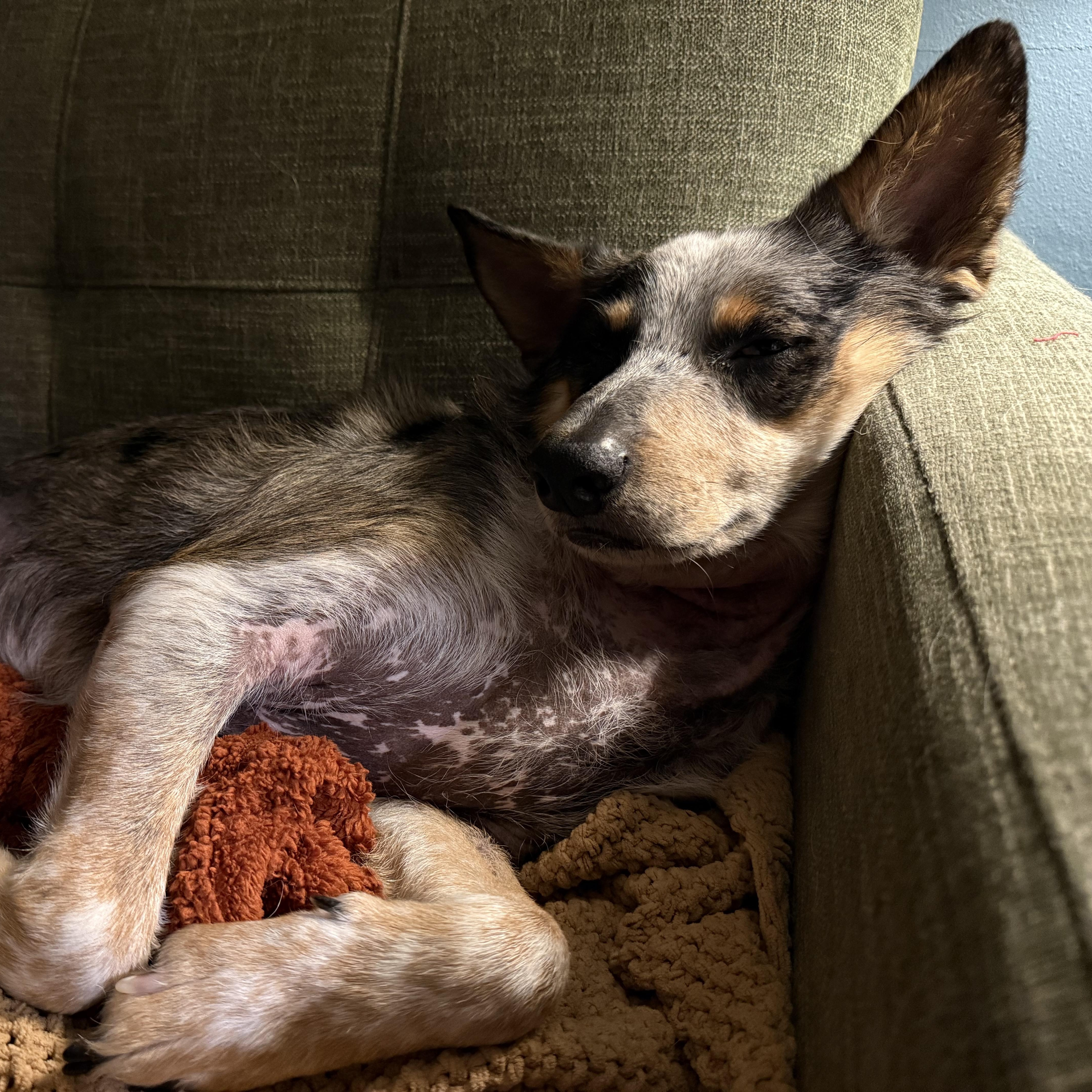 Cowboy, Adoptable, Adult Male Australian Shepherd & Australian Cattle Dog / Blue Heeler.