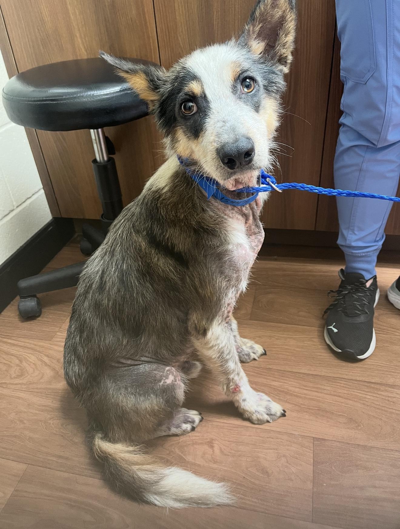 Cowboy, Adoptable, Adult Male Australian Shepherd & Australian Cattle Dog / Blue Heeler.