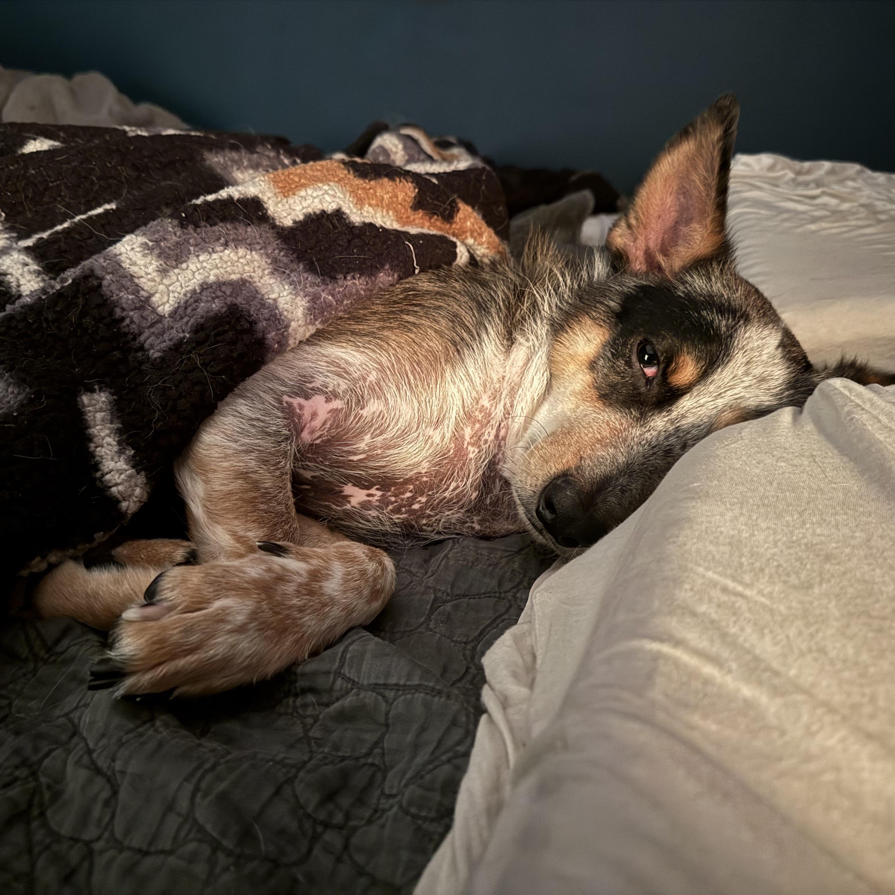 Enlarge Cowboy, a Adoptable mixed breed in New Orleans, LA image 3/5