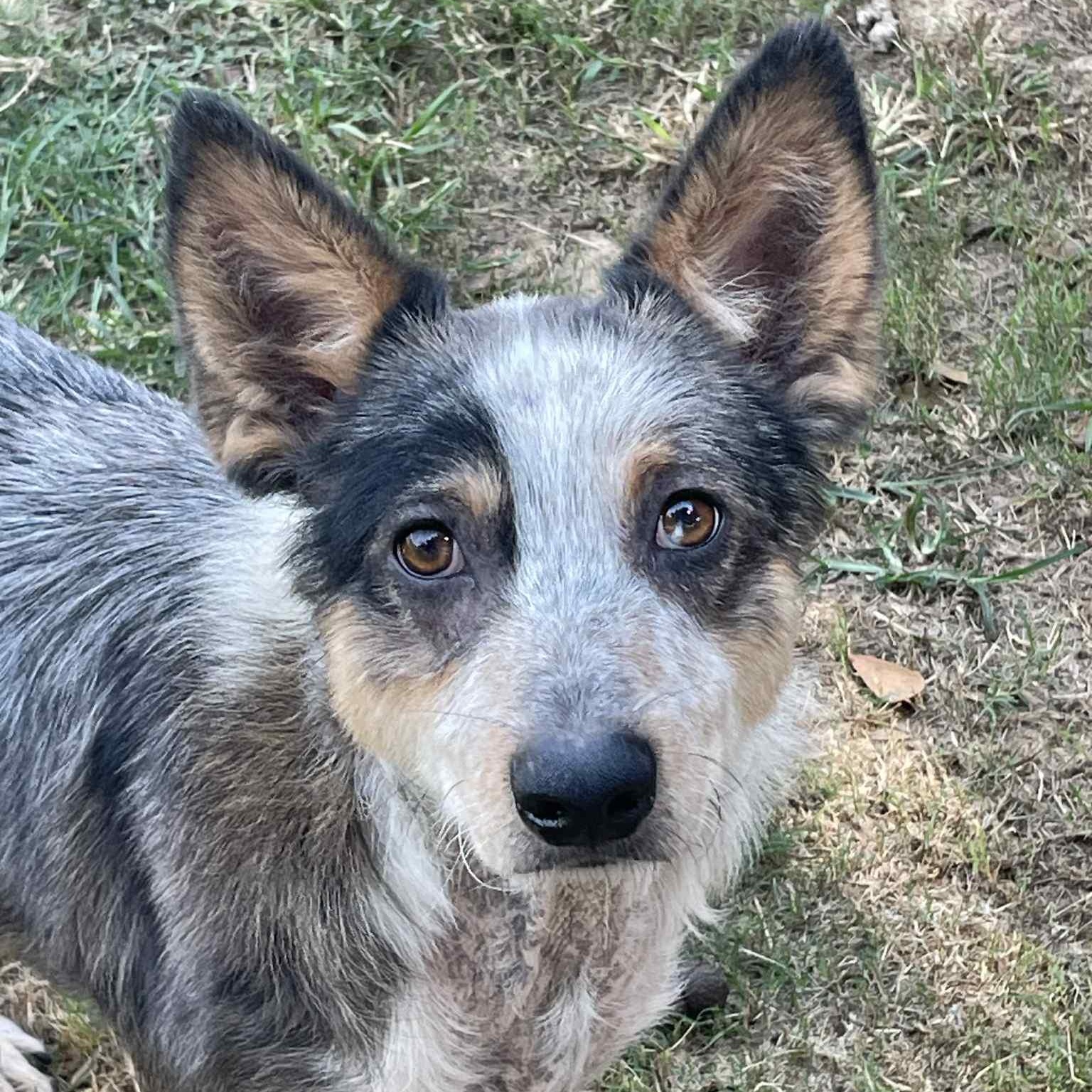 Cowboy, Adoptable, Adult Male Australian Shepherd & Australian Cattle Dog / Blue Heeler.