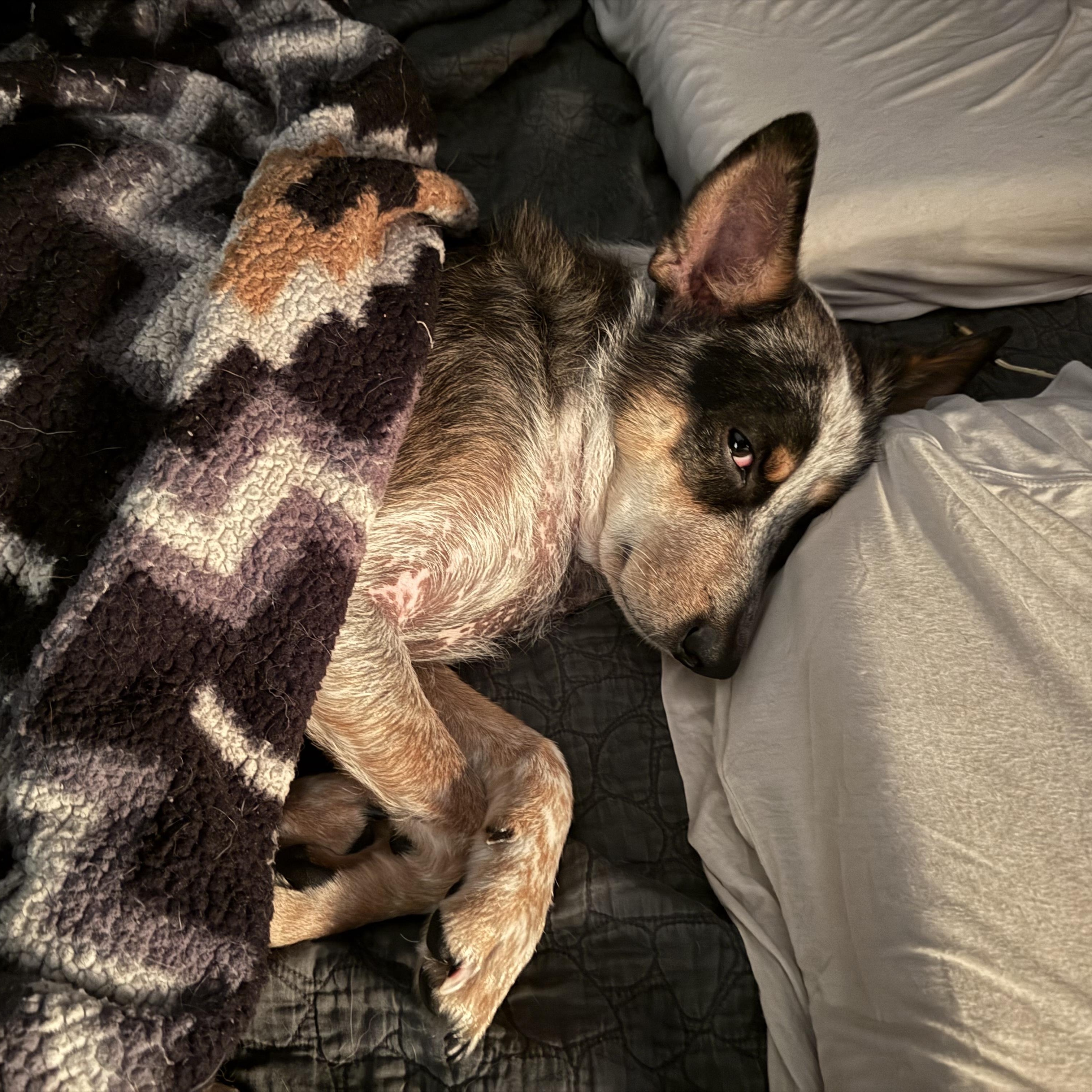 Enlarge Cowboy, a Adoptable mixed breed in New Orleans, LA image 4/5