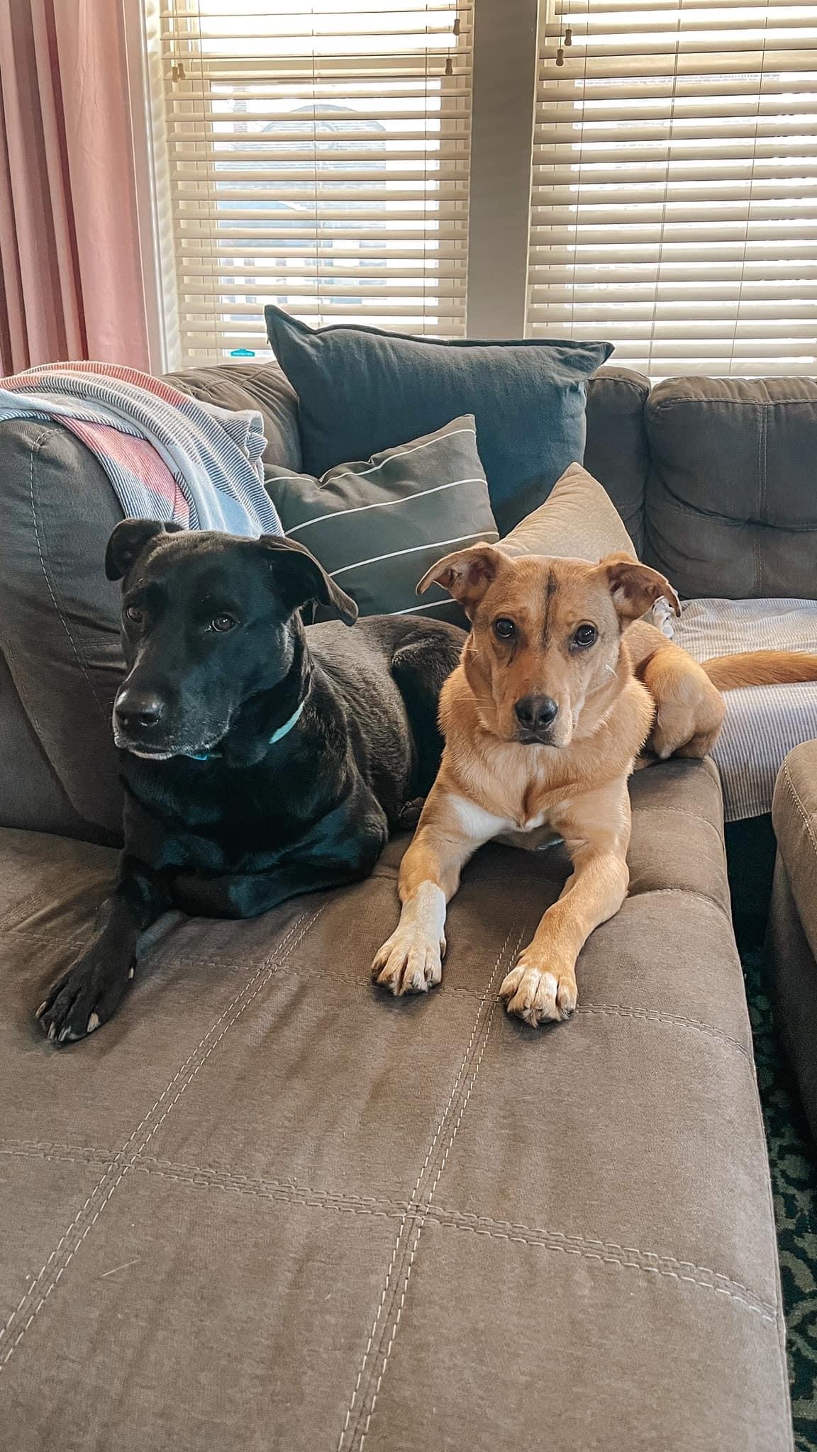 Zambo, a Adoptable mixed breed in Eureka, MO image 1/11