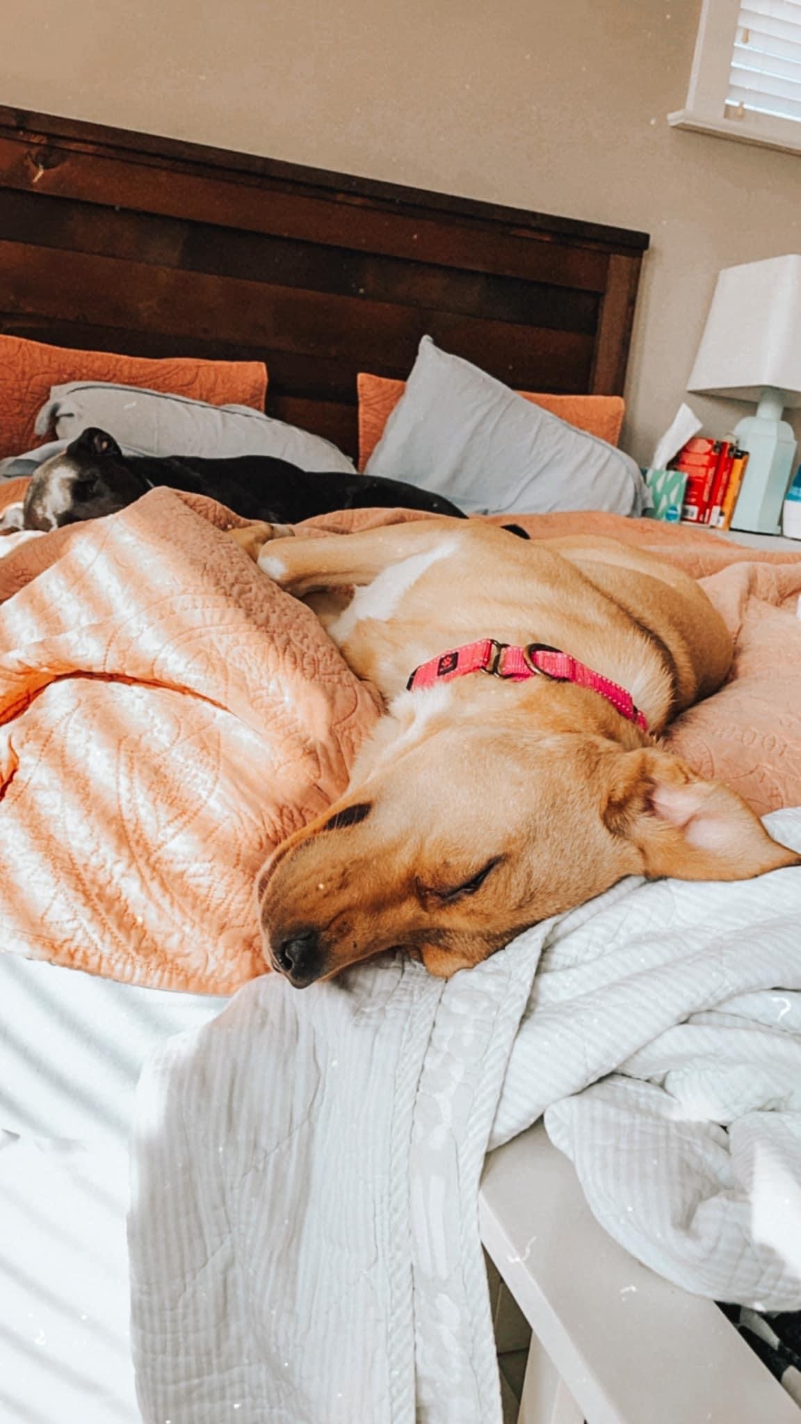 Zambo, a Adoptable mixed breed in Eureka, MO image 2/11