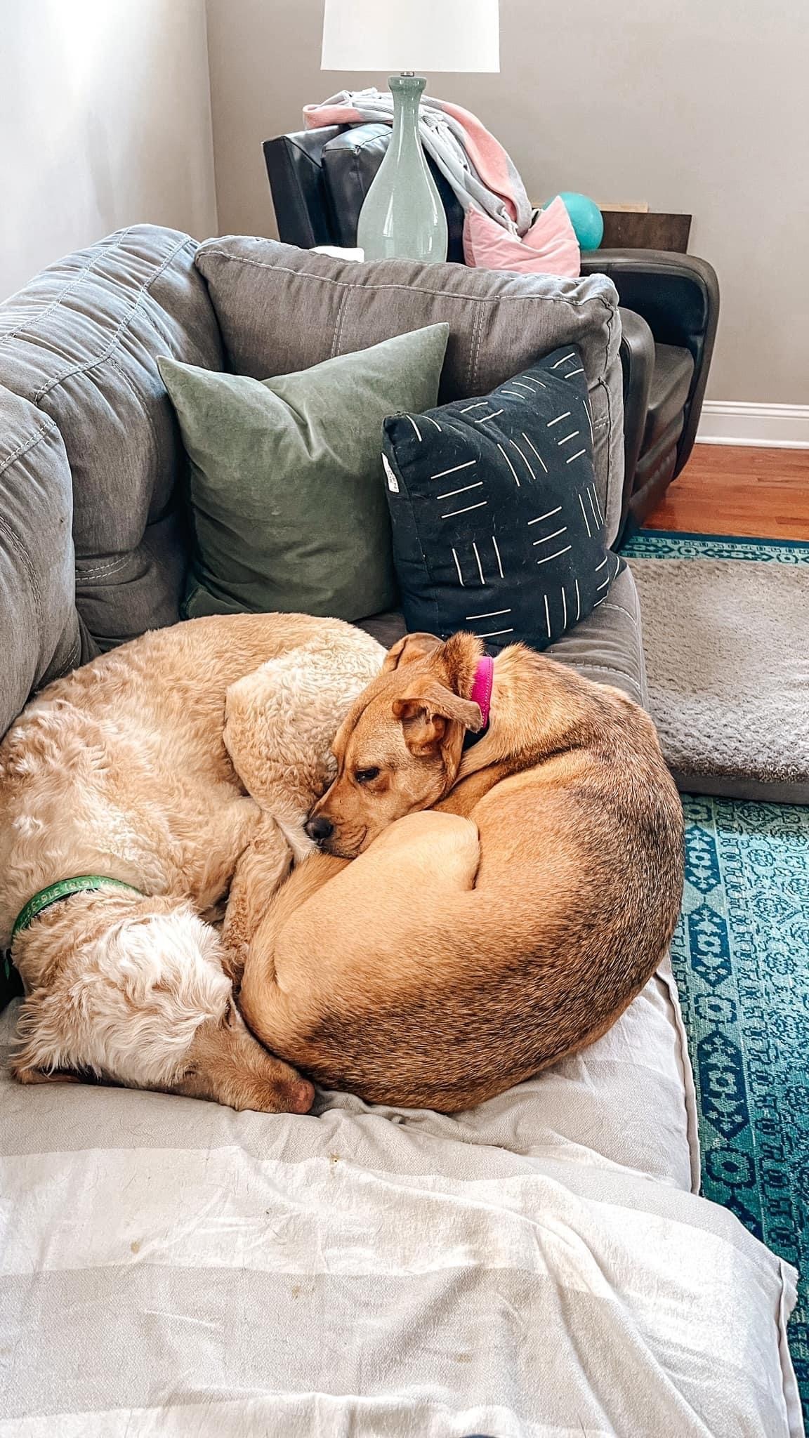 Zambo, a Adoptable mixed breed in Eureka, MO image 3/11