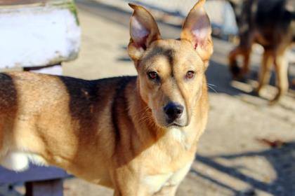 Zambo, a Adoptable mixed breed in Eureka, MO image 4/11