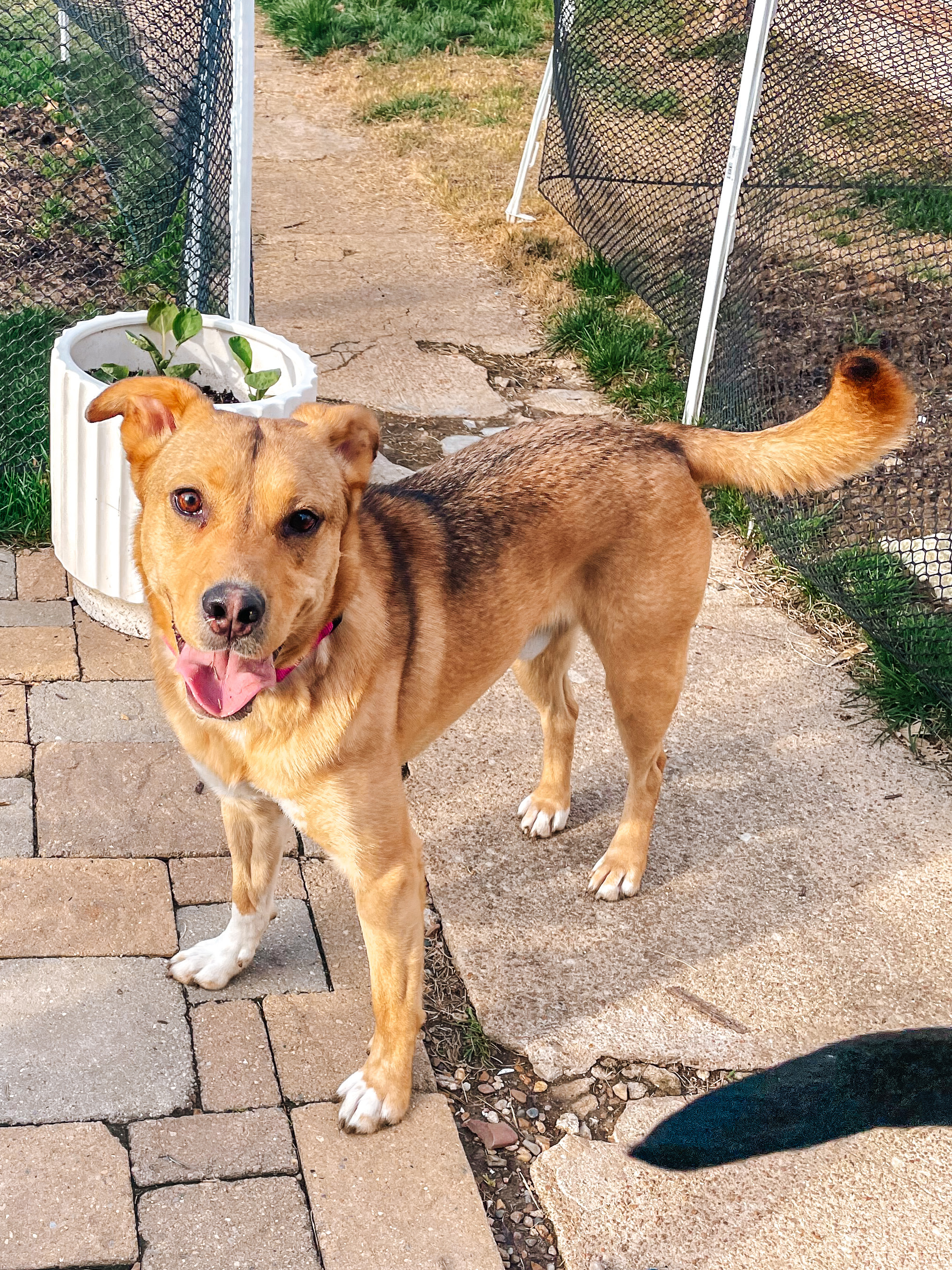 Zambo, Adult Male Shepherd