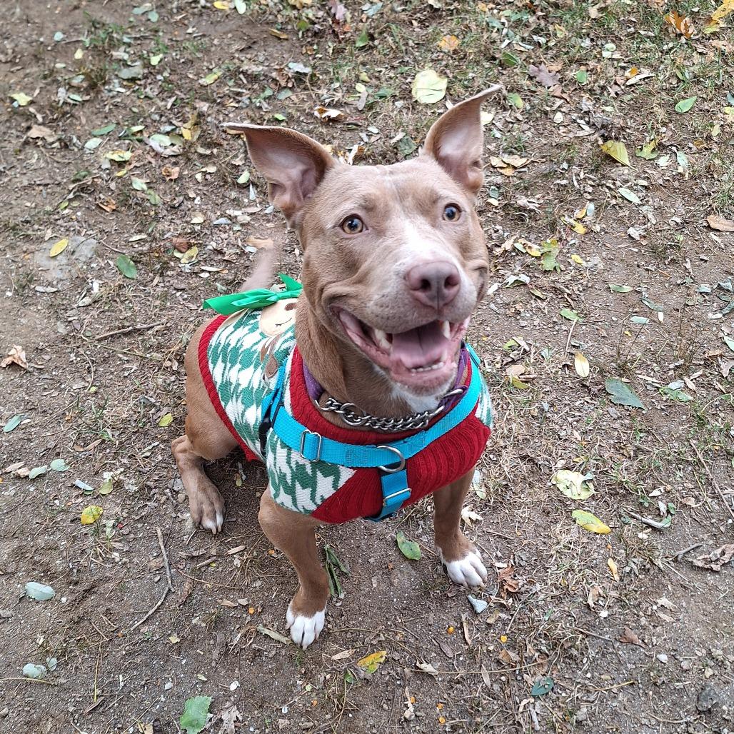 Sadie, Adoptable, Adult Female Pit Bull Terrier.