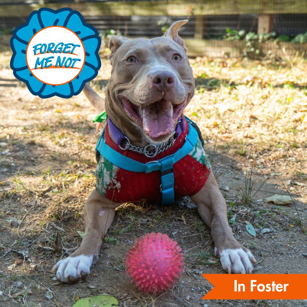 Sadie, a Adoptable Pit Bull Terrier in Baltimore, MD image 3/6