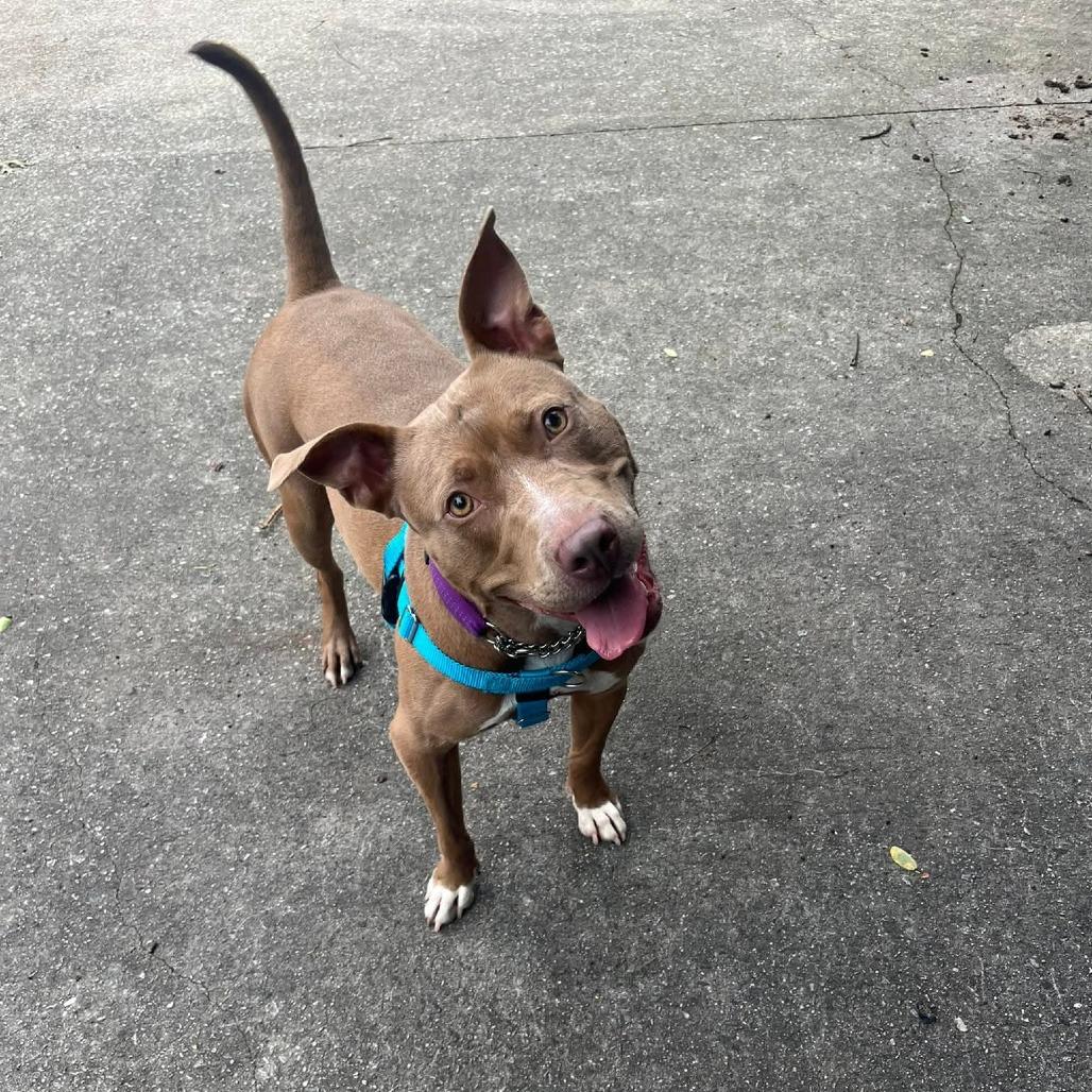 Enlarge Sadie, a Adoptable Pit Bull Terrier in Baltimore, MD image 4/6