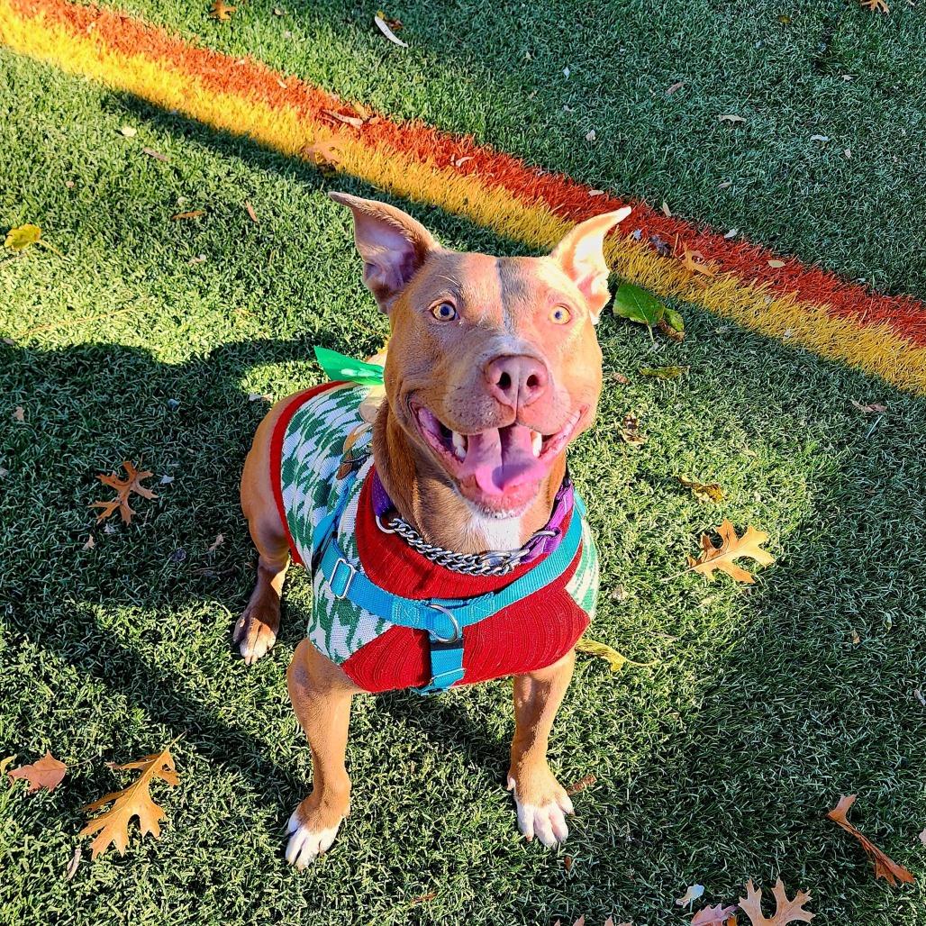 Sadie, a Adoptable Pit Bull Terrier in Baltimore, MD image 5/6