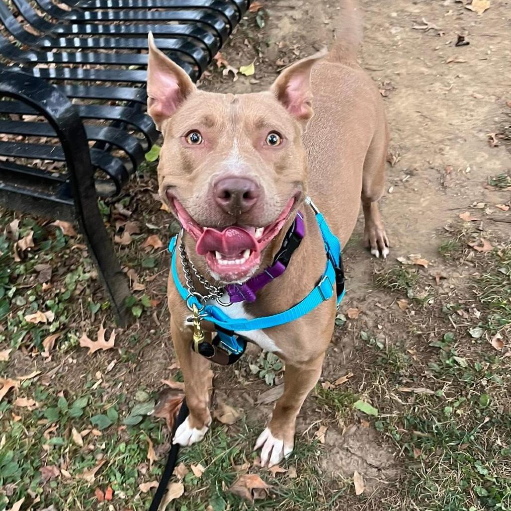 Enlarge Sadie, a Adoptable Pit Bull Terrier in Baltimore, MD image 5/6