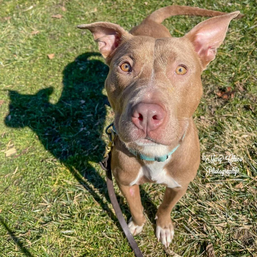 Enlarge Sadie, a Adoptable Pit Bull Terrier in Baltimore, MD image 6/6