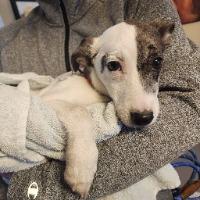 Kuromi, ADOPTABLE, Young Female Australian Shepherd.