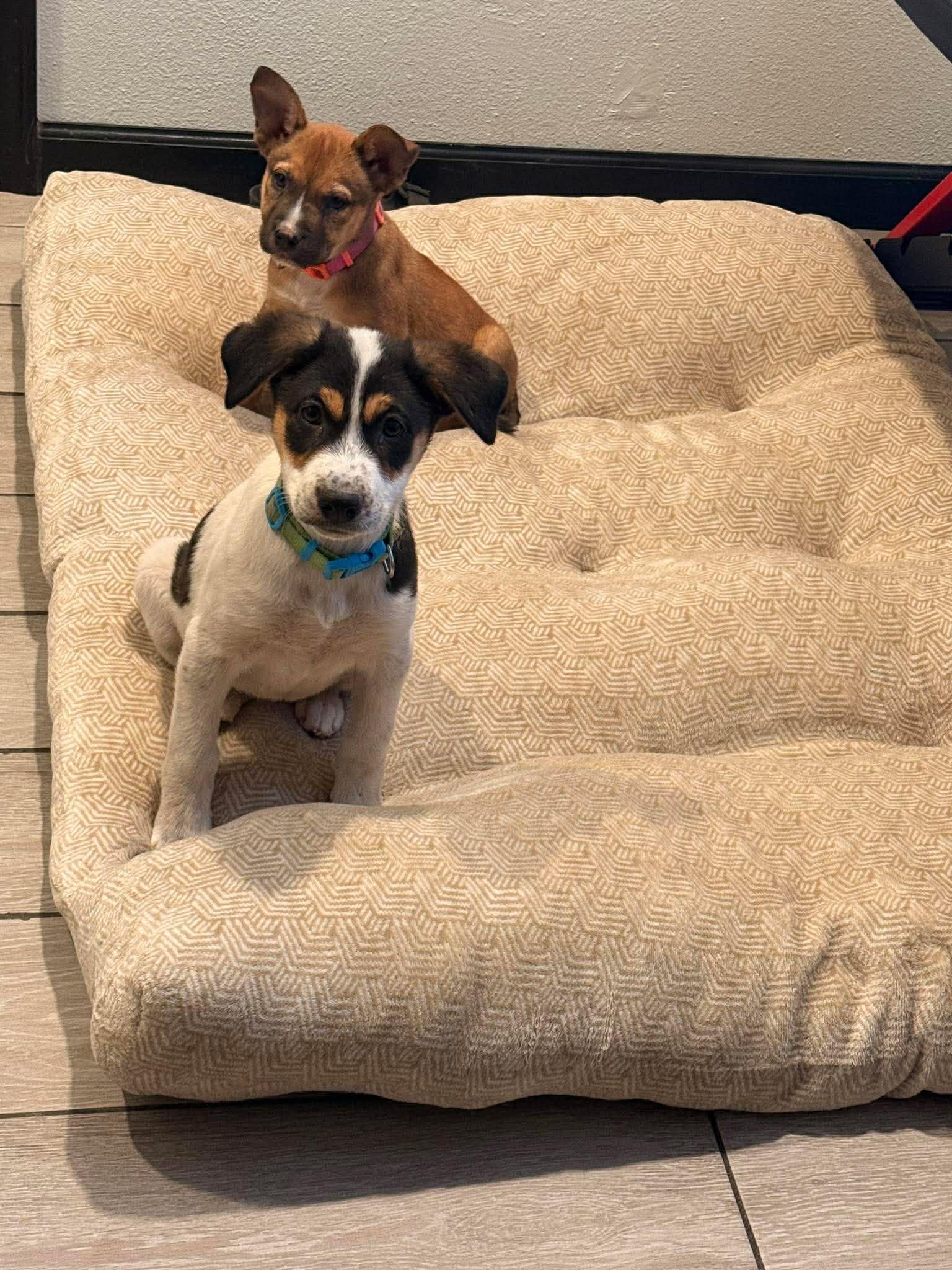 Enlarge Maple, a Adoptable mixed breed in Guilford, CT image 6/6