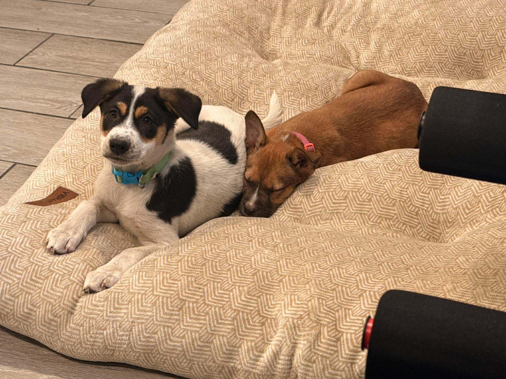 Enlarge Maple, a Adoptable mixed breed in Guilford, CT image 5/6