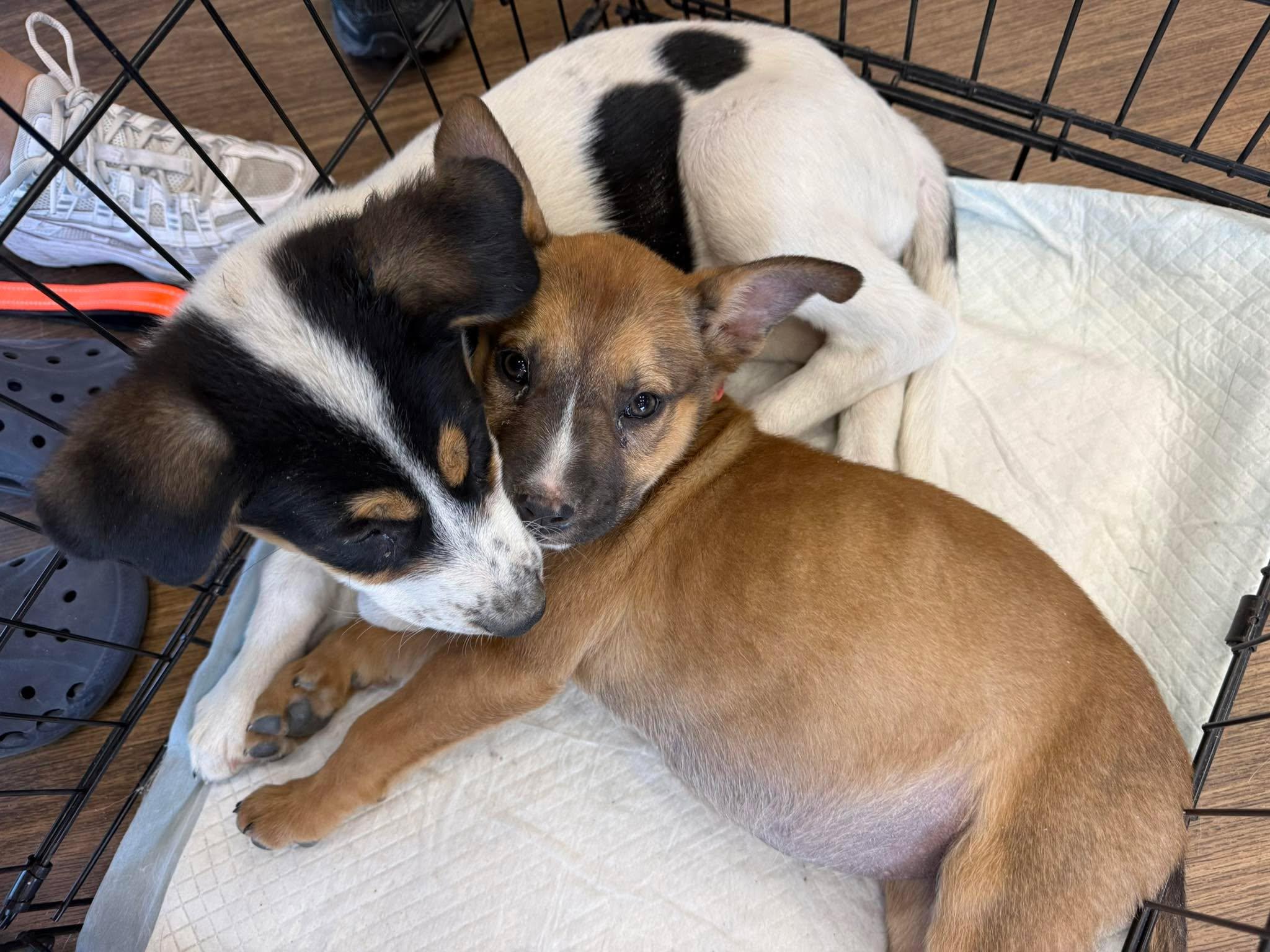 Enlarge Maple, a Adoptable mixed breed in Guilford, CT image 2/6