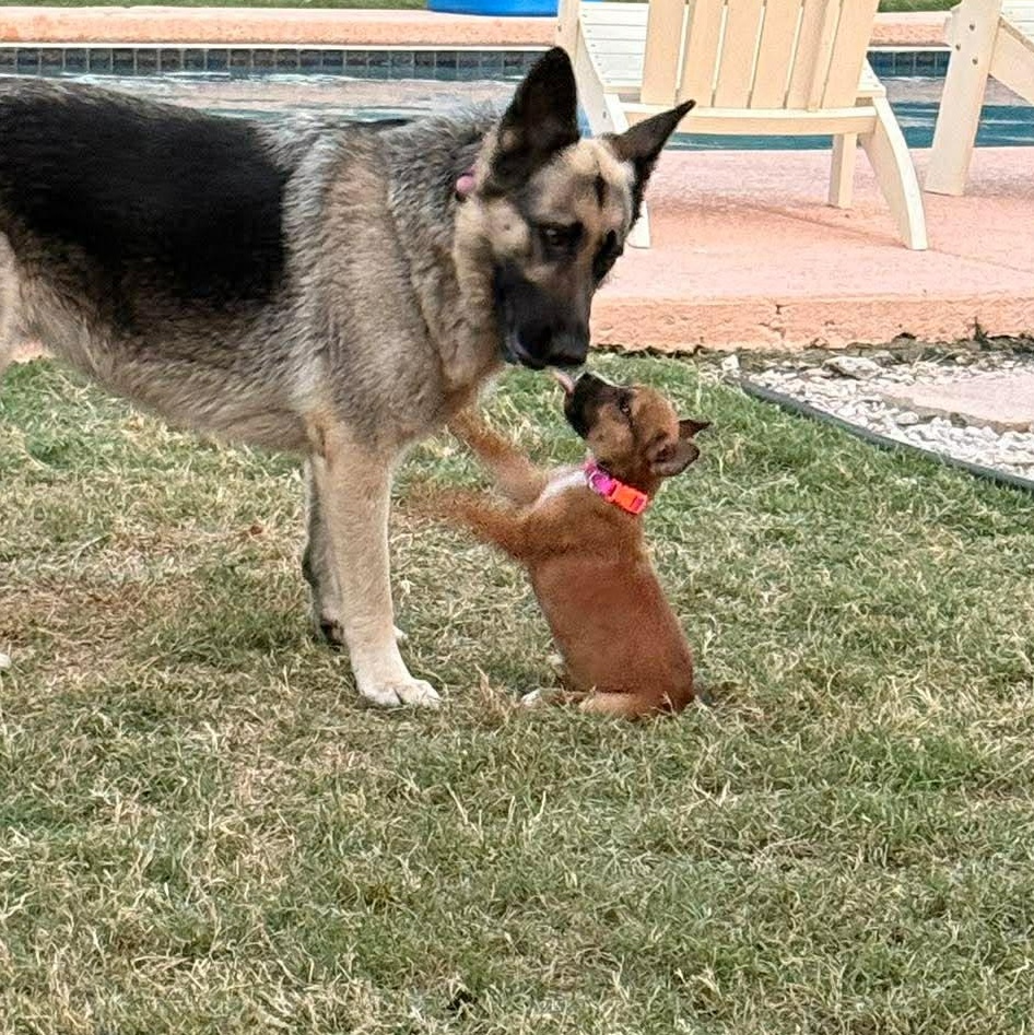 Maple, Adoptable, Puppy Female Australian Cattle Dog / Blue Heeler & Labrador Retriever.