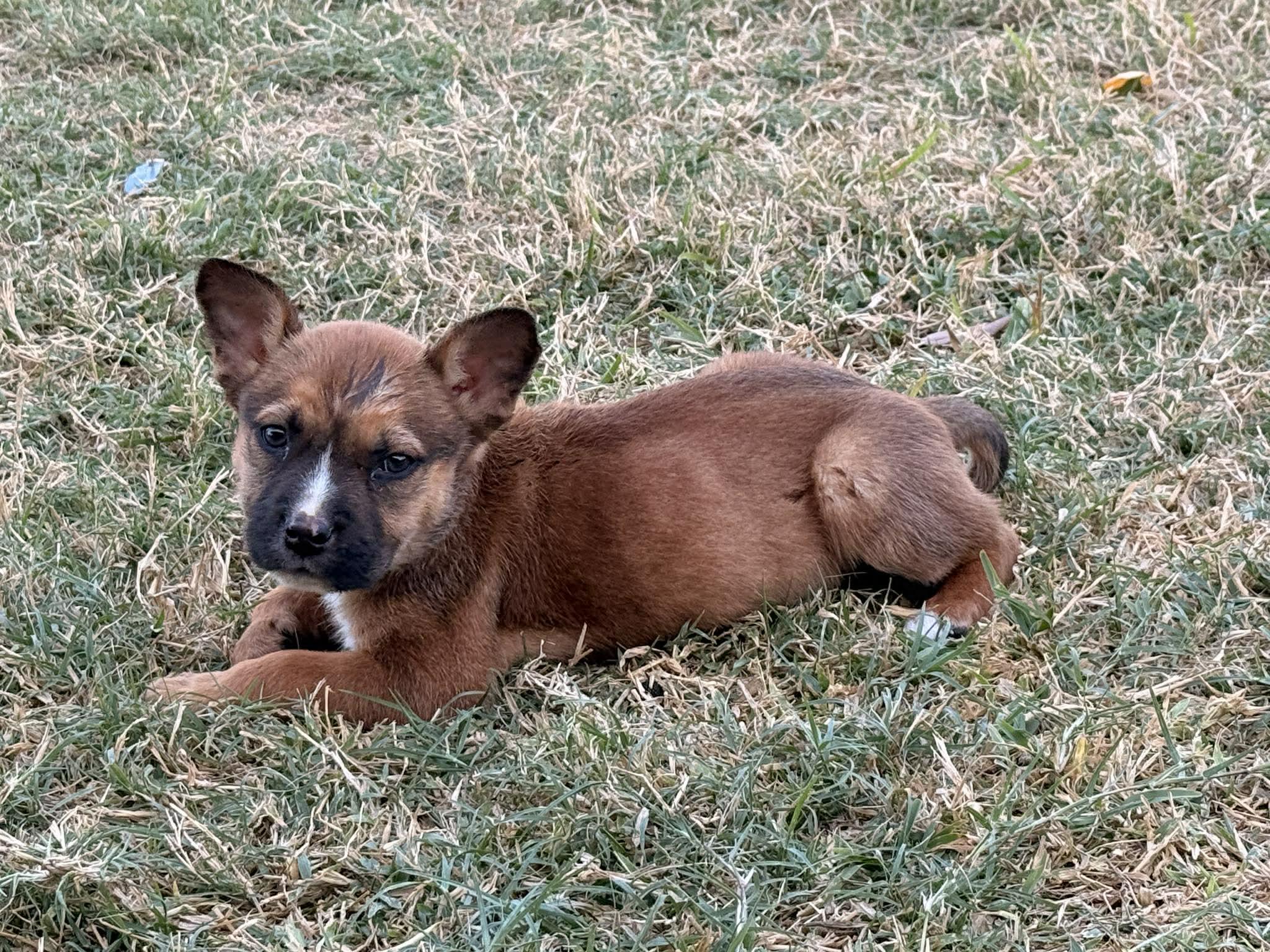 Enlarge Maple, a Adoptable mixed breed in Guilford, CT image 4/6