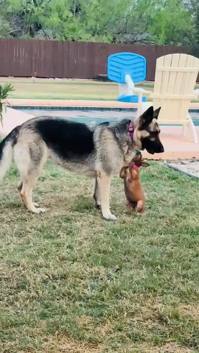 Enlarge Maple, a Adoptable mixed breed in Guilford, CT video 3/6