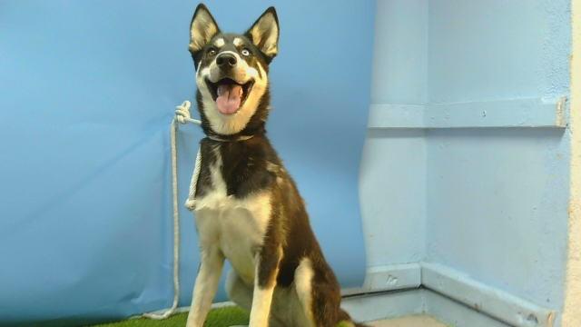 HAPPY, Adoptable, Adult Female Siberian Husky & Mixed Breed.