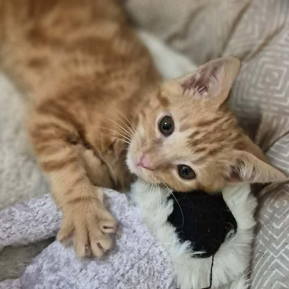Tank, adopted, Kitten Male Domestic Short Hair.