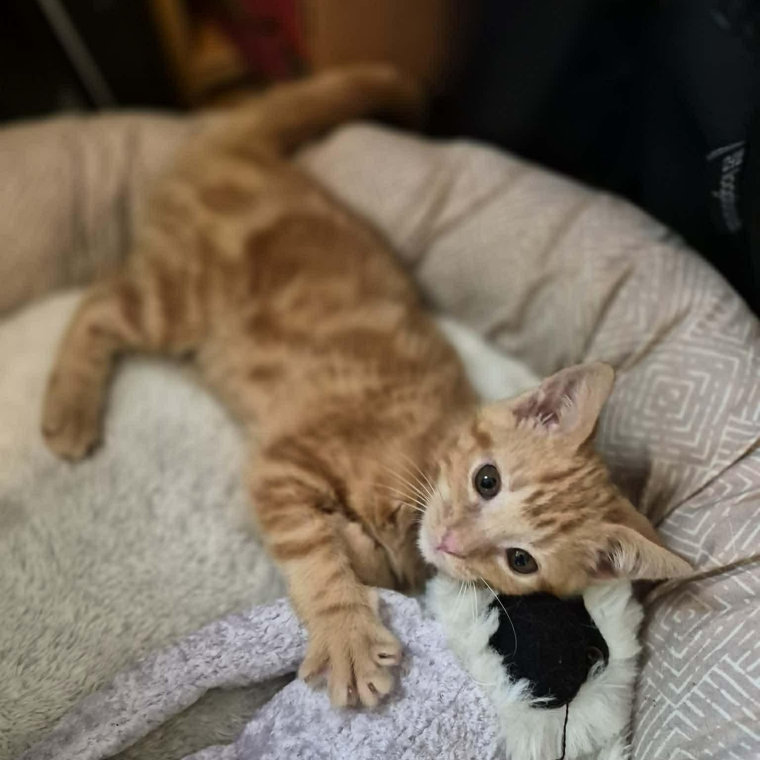 Enlarge Tank, an adopted Domestic Short Hair in Delta, OH image 2/5
