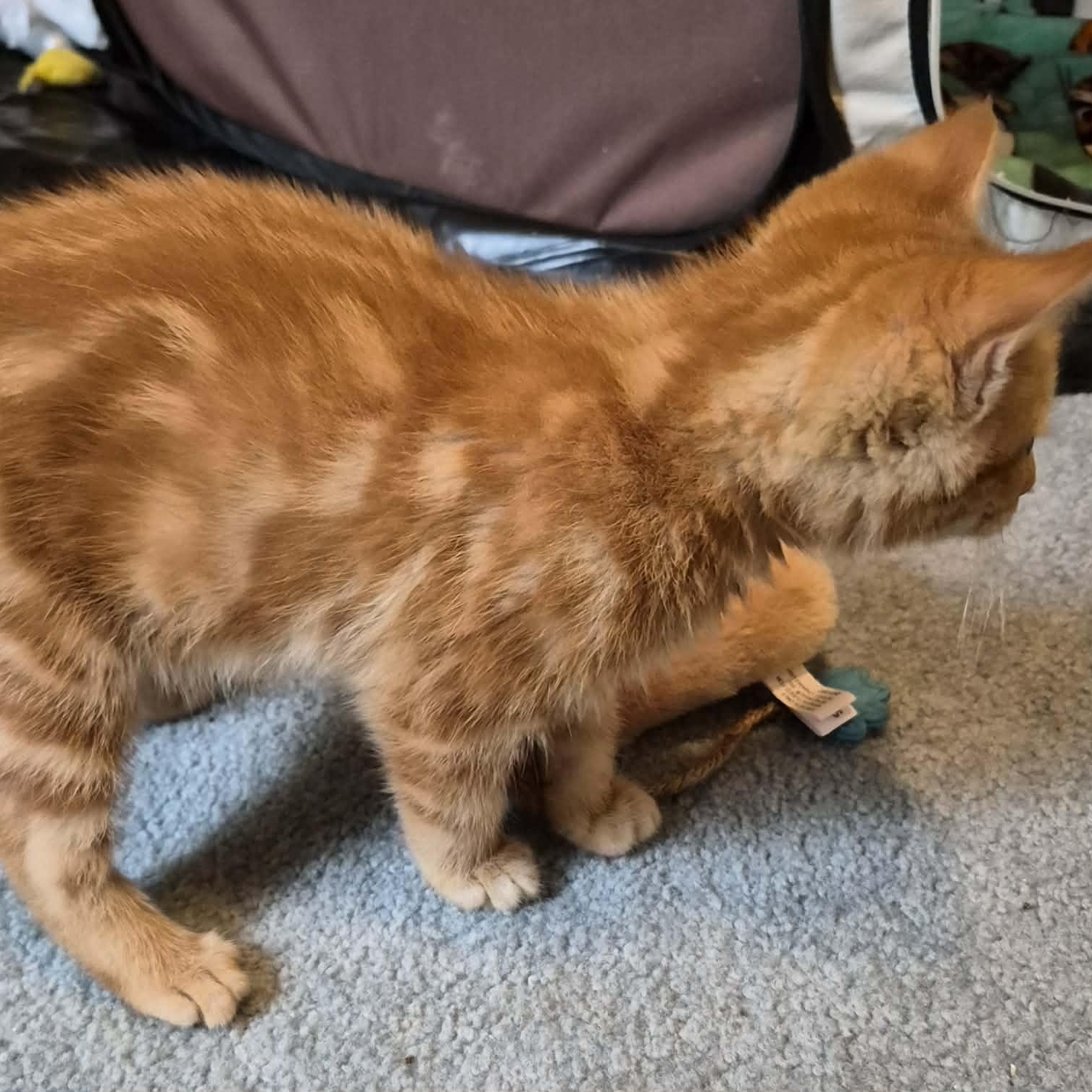Enlarge Tank, an adopted Domestic Short Hair in Delta, OH image 4/5