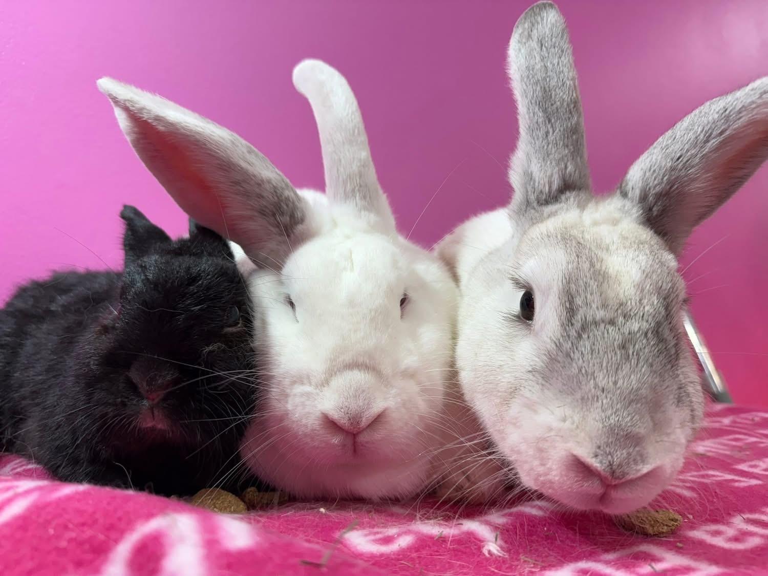 Milk Trio, Adult Male unknown