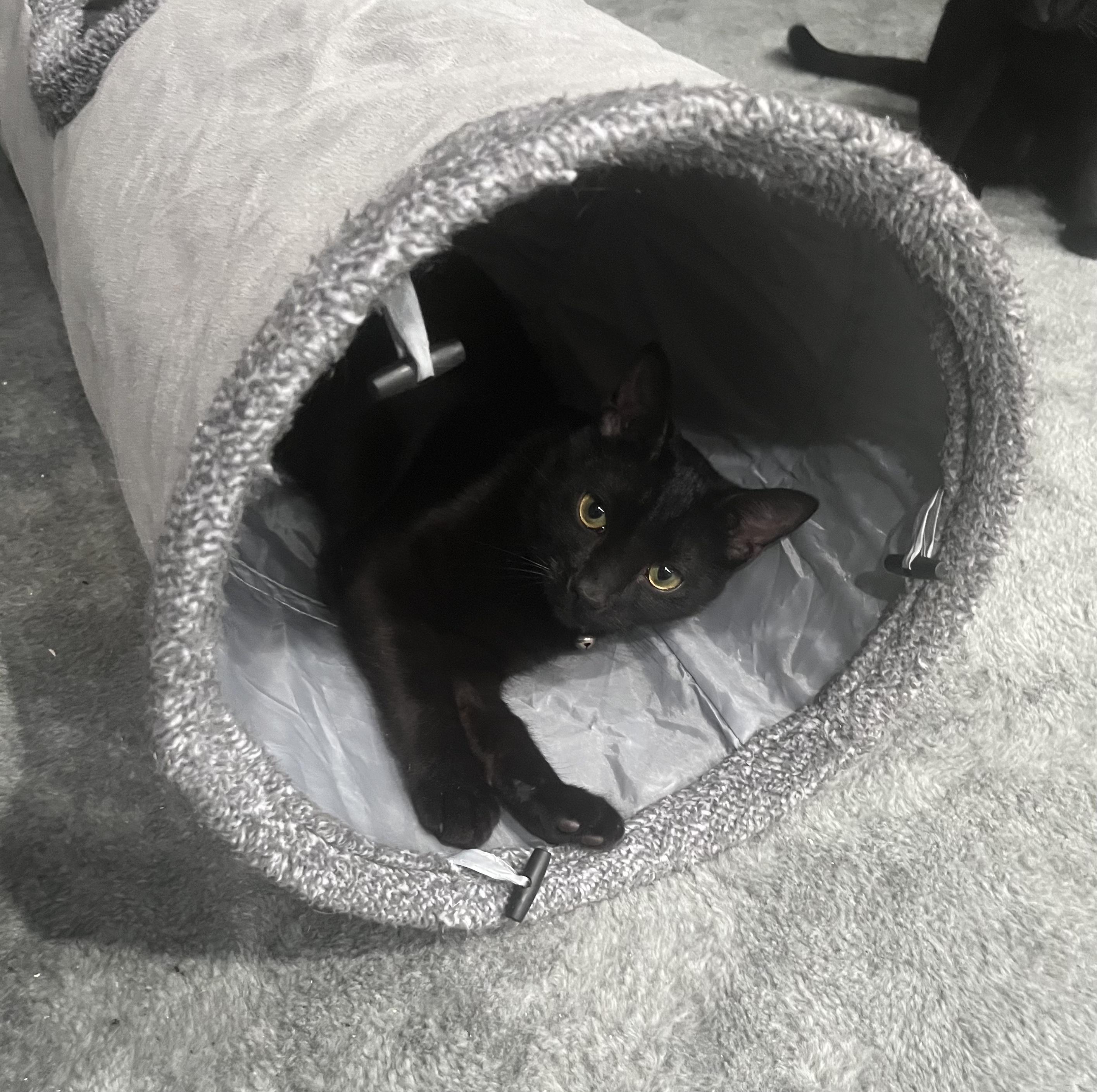 Enlarge Chickpea, a Adoptable Domestic Short Hair in Farmington, MN image 1/6