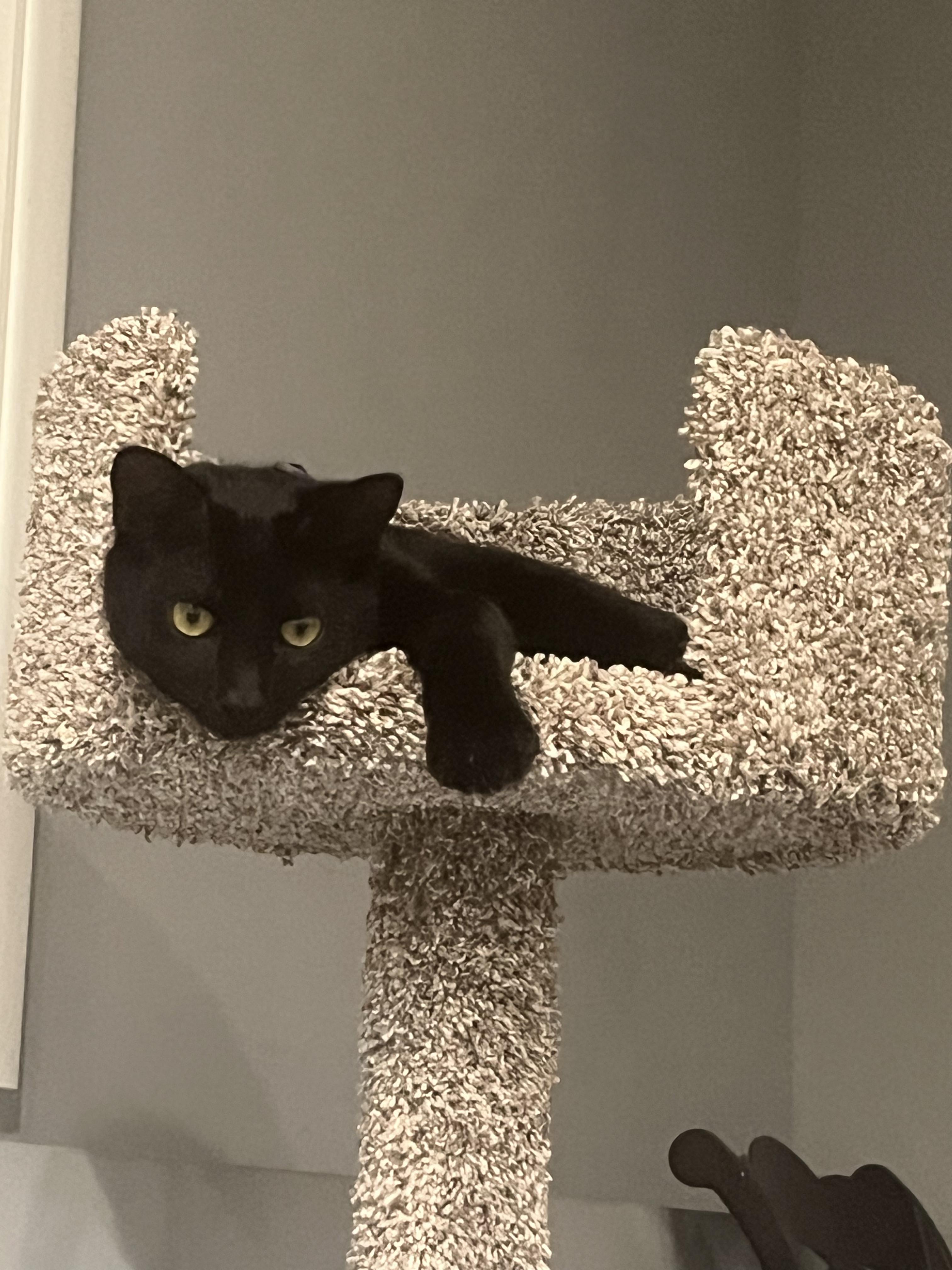 Enlarge Chickpea, a Adoptable Domestic Short Hair in Farmington, MN image 4/6