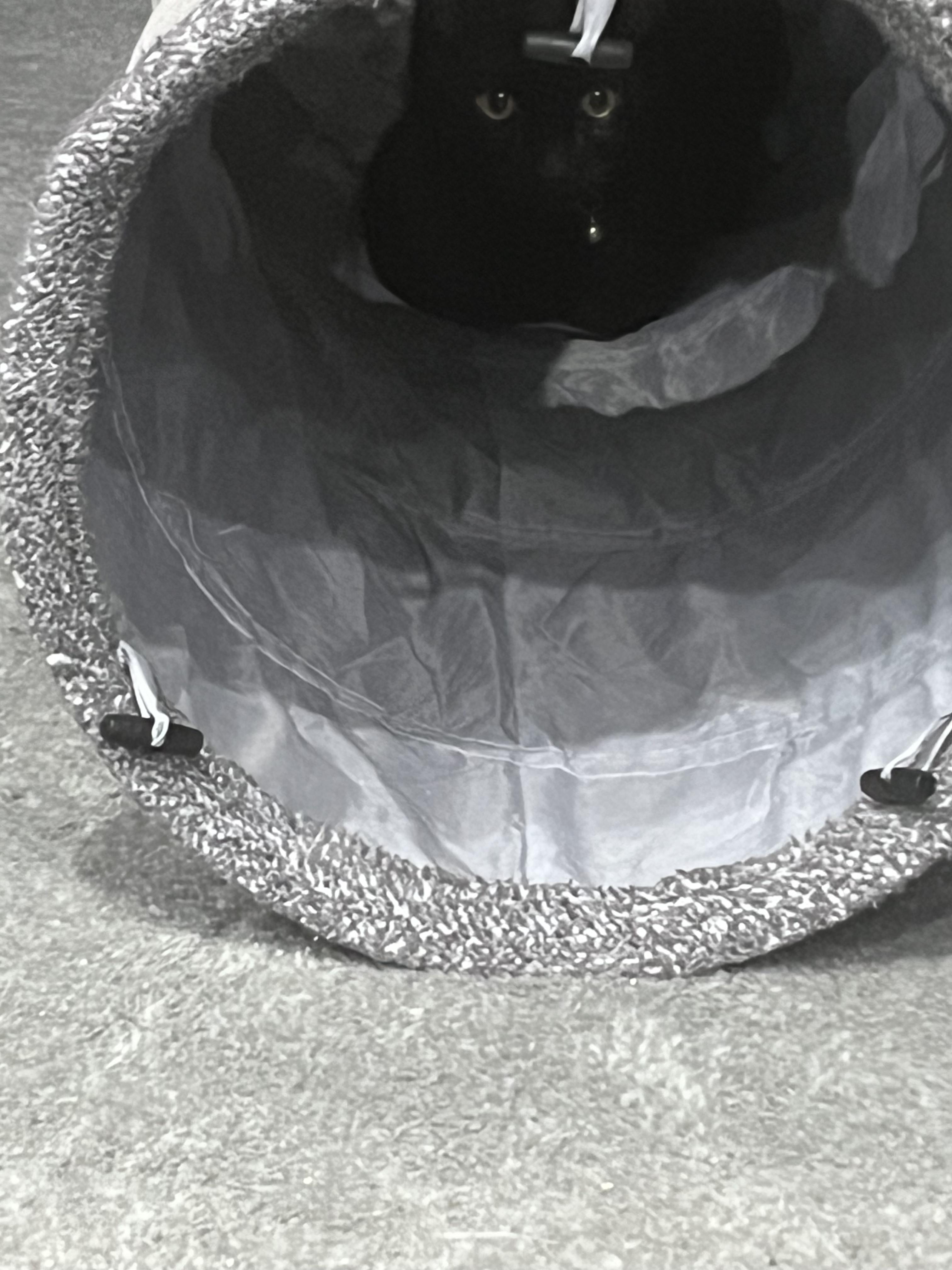 Enlarge Chickpea, a Adoptable Domestic Short Hair in Farmington, MN image 5/6