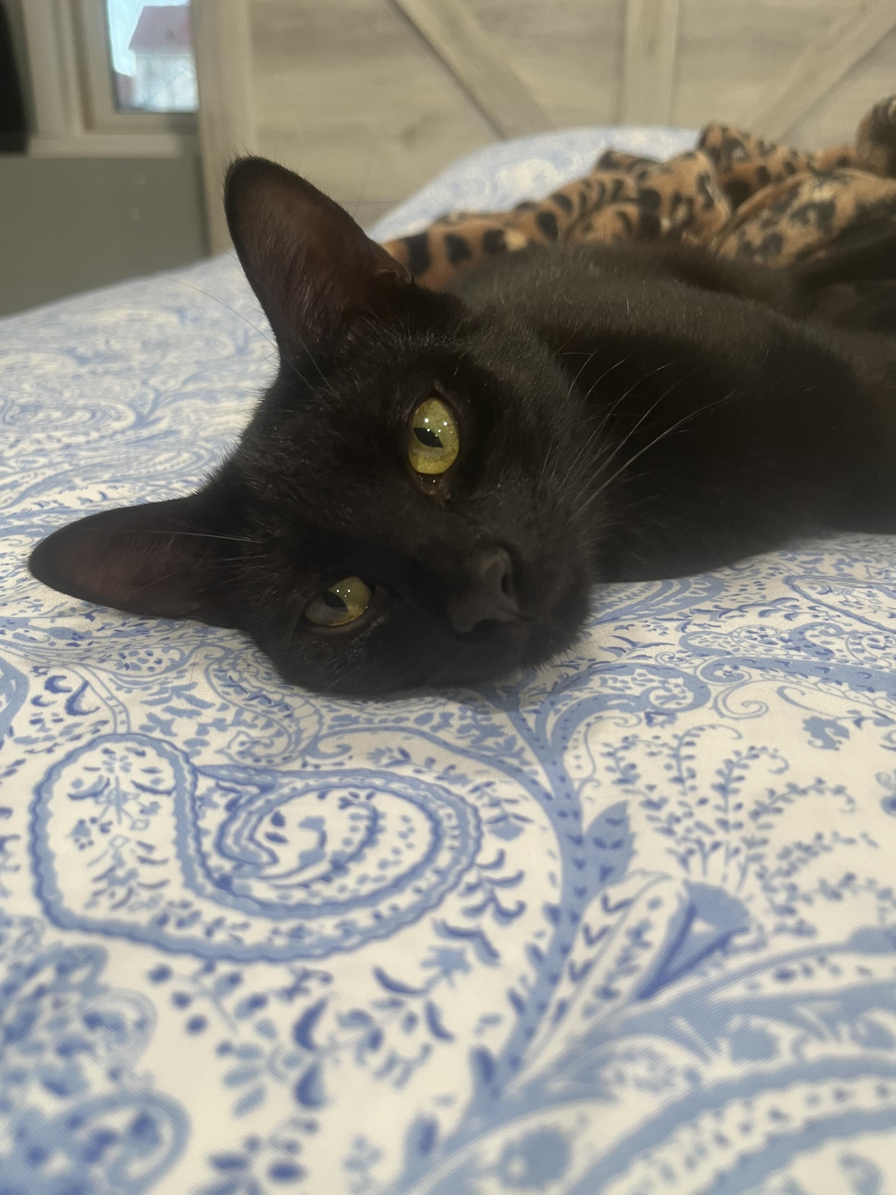 Enlarge Chickpea, a Adoptable Domestic Short Hair in Farmington, MN image 2/6