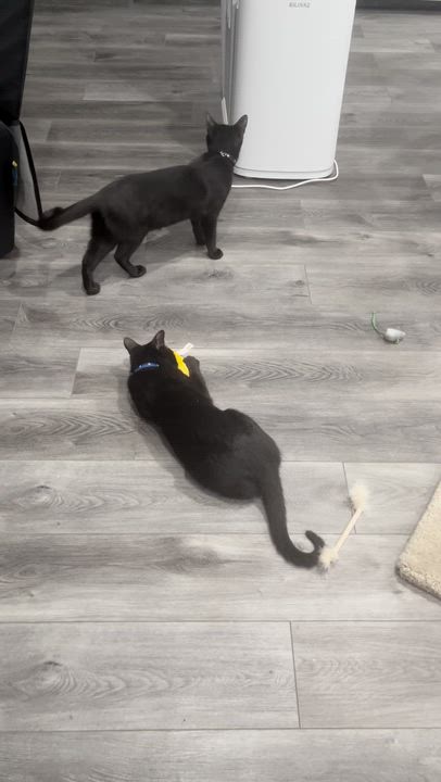 Enlarge Chickpea, a Adoptable Domestic Short Hair in Farmington, MN video 6/6