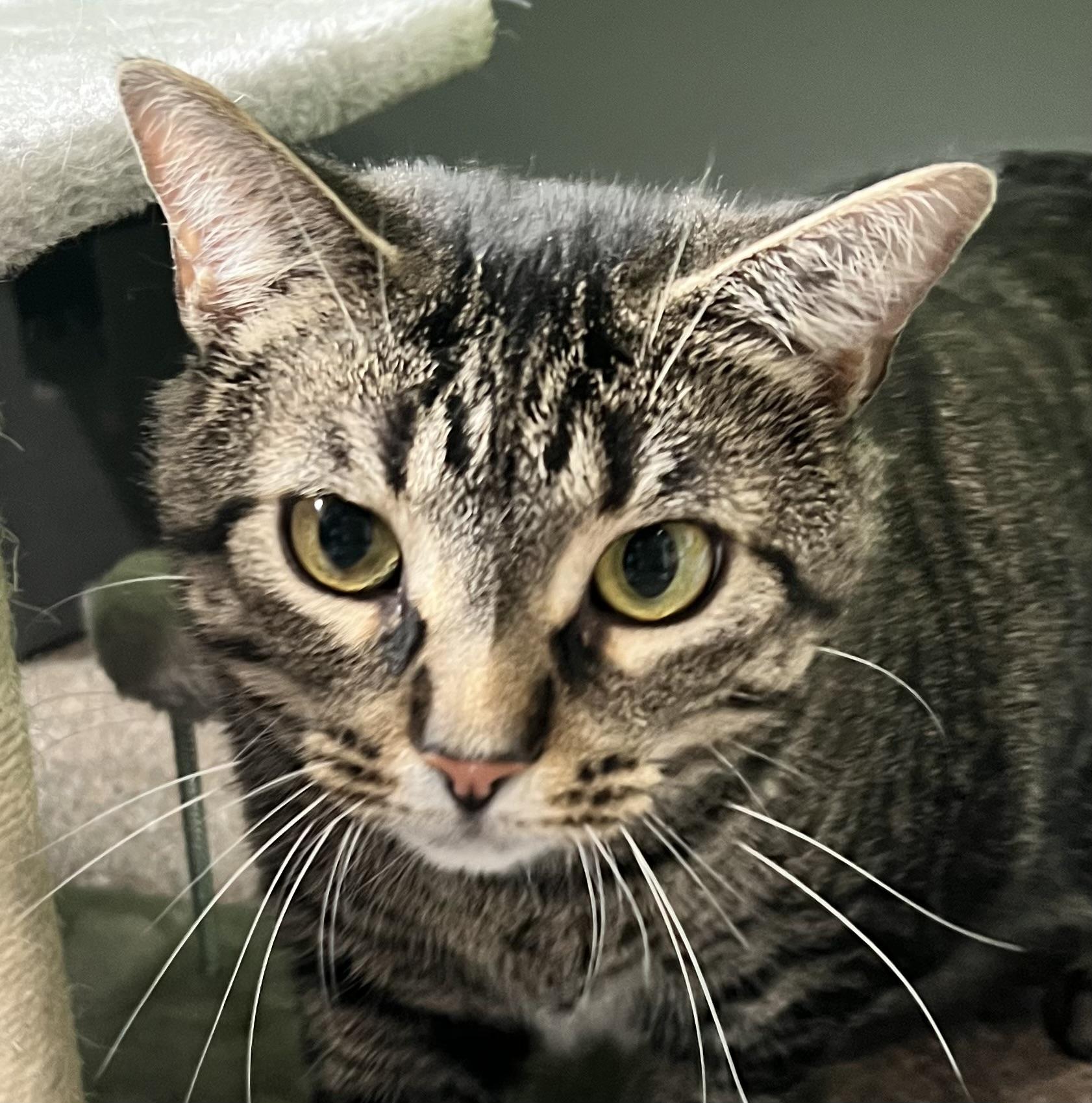 Enlarge Oatmeal, a Adoptable Domestic Short Hair in Sault Sainte Marie, MI image 3/6