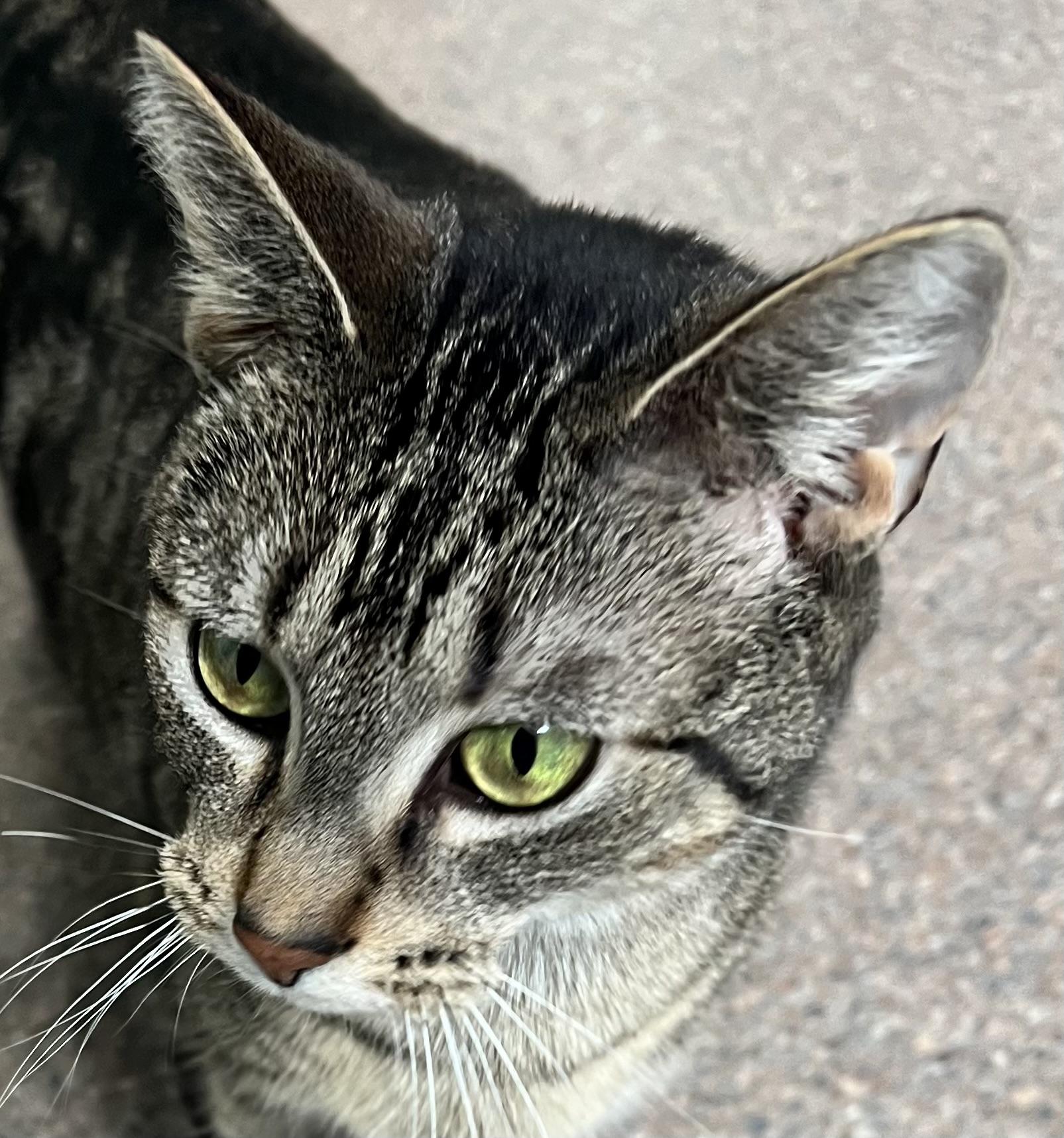 Oatmeal, an adoptable Domestic Short Hair in Sault Sainte Marie, MI, 49783 | Photo Image 3