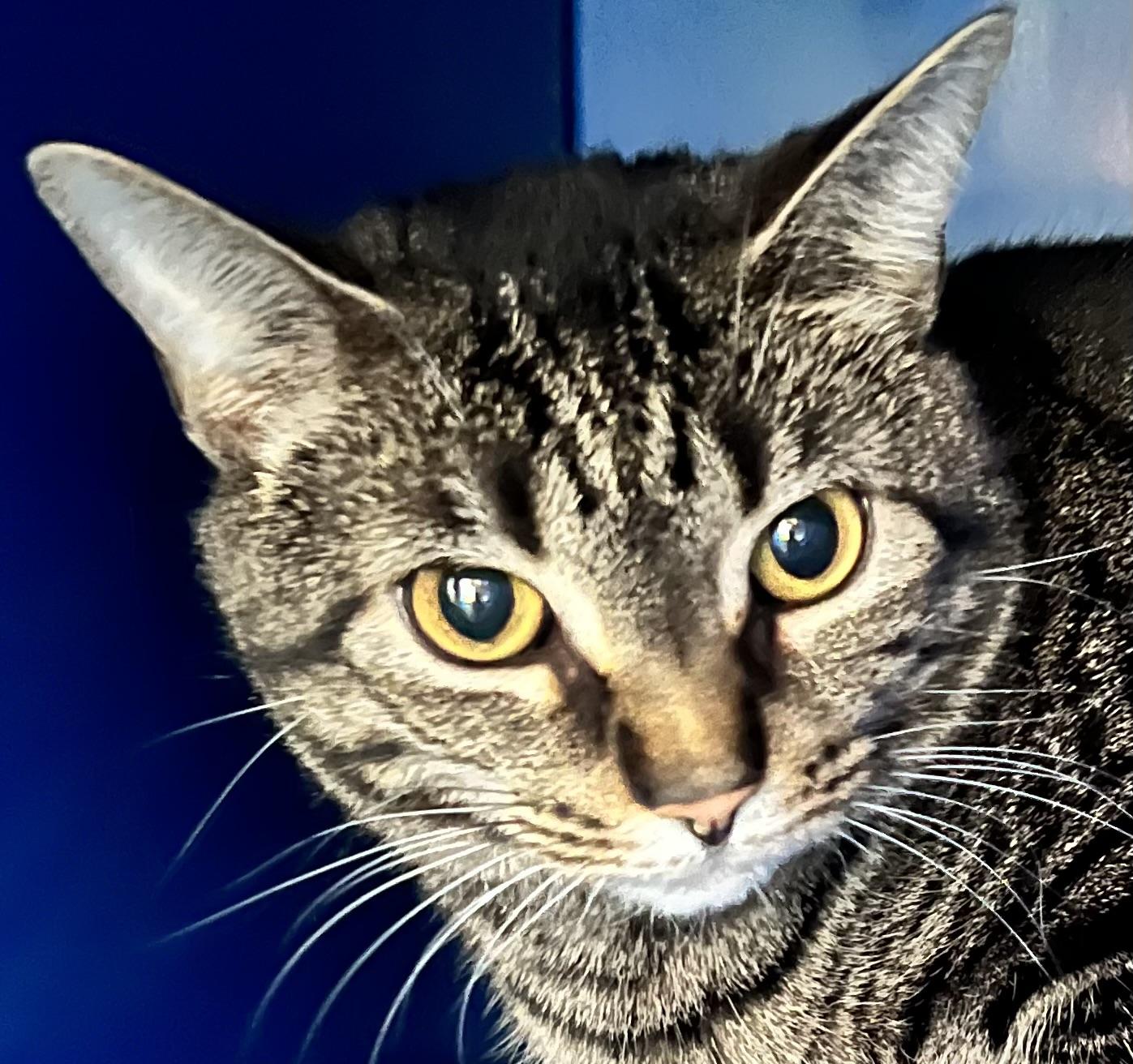 Oatmeal, Adoptable, Young Female Domestic Short Hair.