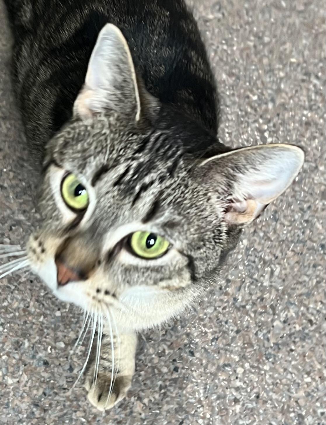 Enlarge Oatmeal, a Adoptable Domestic Short Hair in Sault Sainte Marie, MI image 5/6