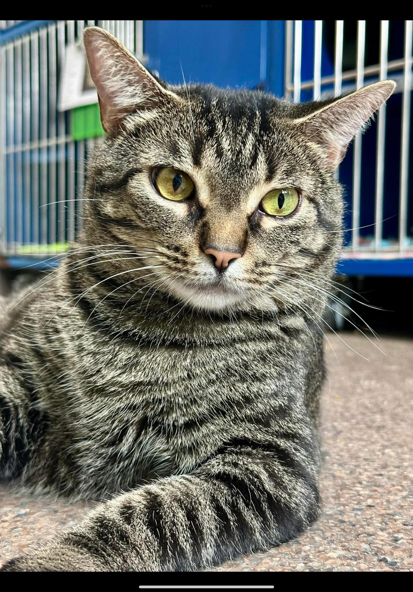 Oatmeal, an adoptable Domestic Short Hair in Sault Sainte Marie, MI, 49783 | Photo Image 2