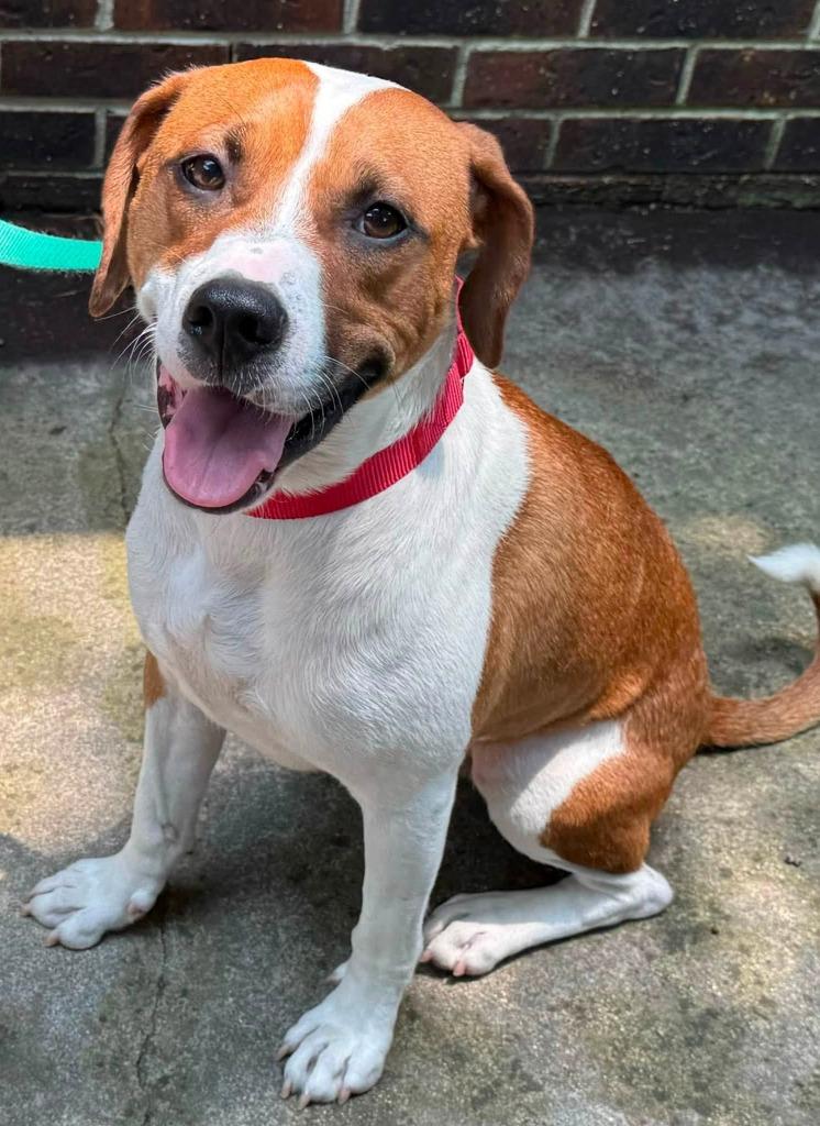 Henry, Adoptable, Young Male Boxer & Labrador Retriever.