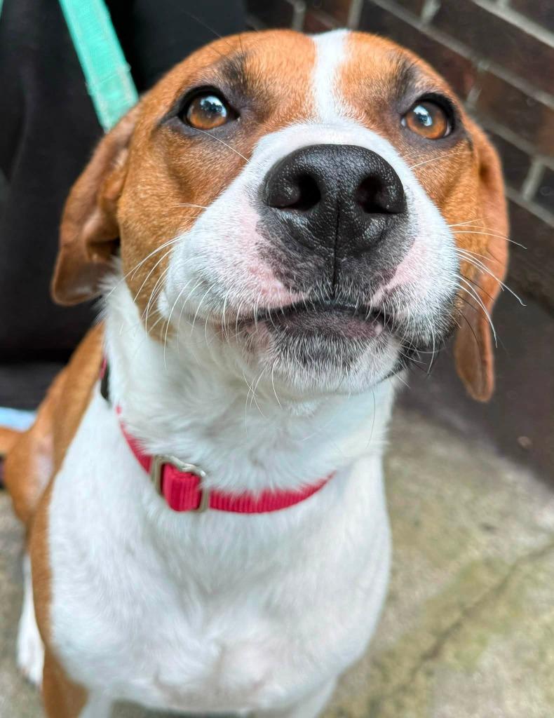 Henry, a Adoptable mixed breed in Hartsville, SC image 2/4