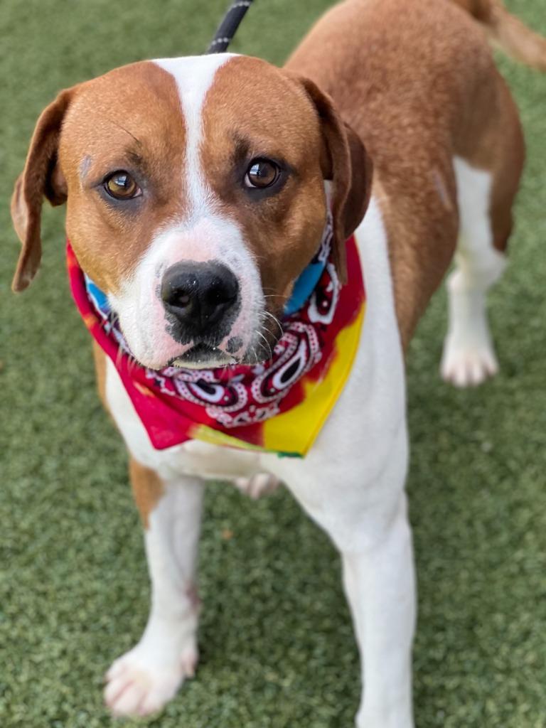 Henry, a Adoptable mixed breed in Hartsville, SC image 3/4