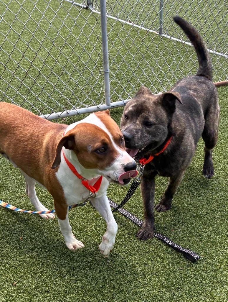Henry, a Adoptable mixed breed in Hartsville, SC image 4/4