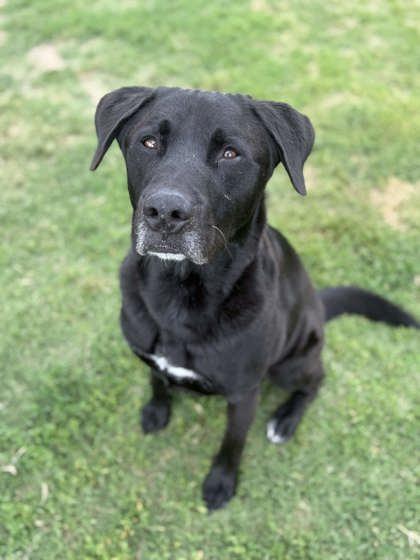 Enlarge Gunter, a Adoptable mixed breed in Memphis, TN image 2/3
